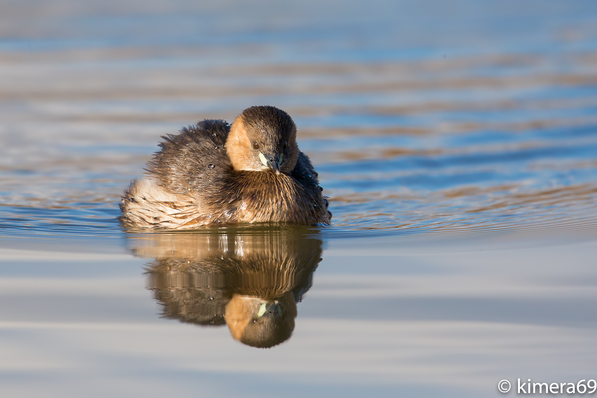 Tachybaptus ruficollis