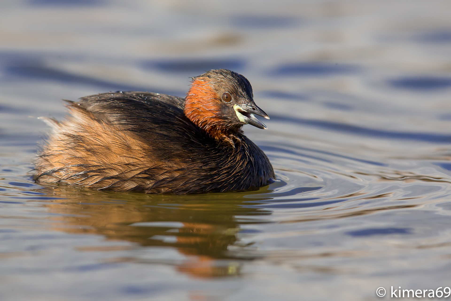 Tachybaptus ruficollis