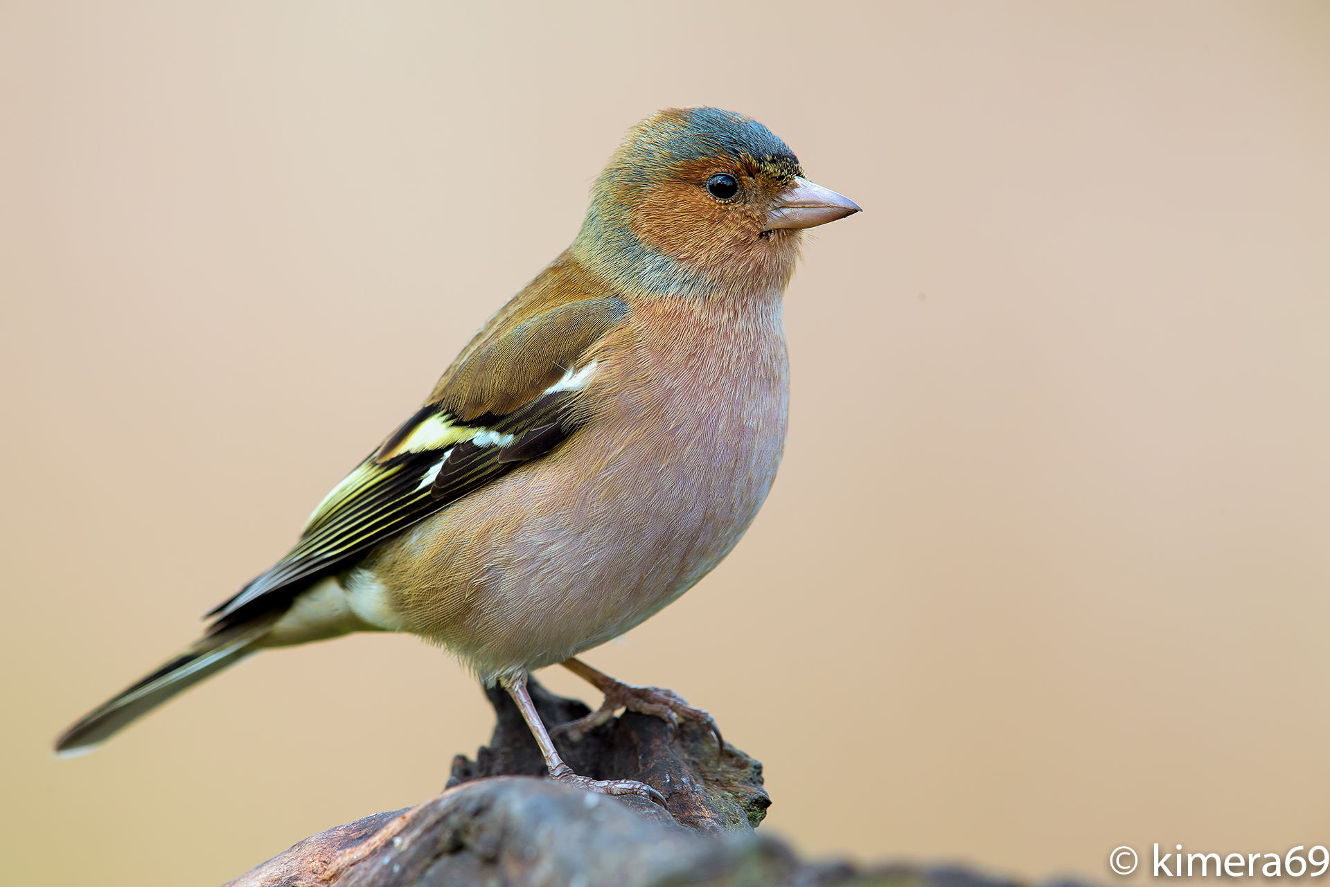Chaffinch