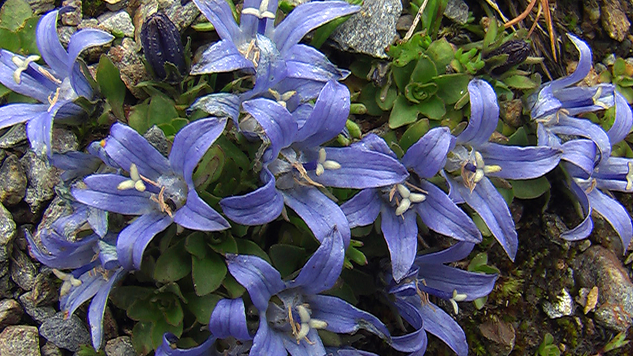 Campanula cenisia