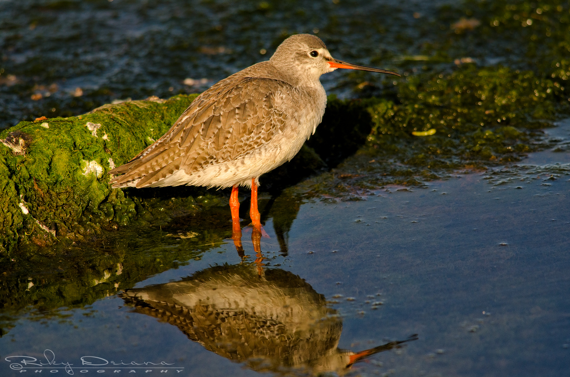 Redshank at sunset