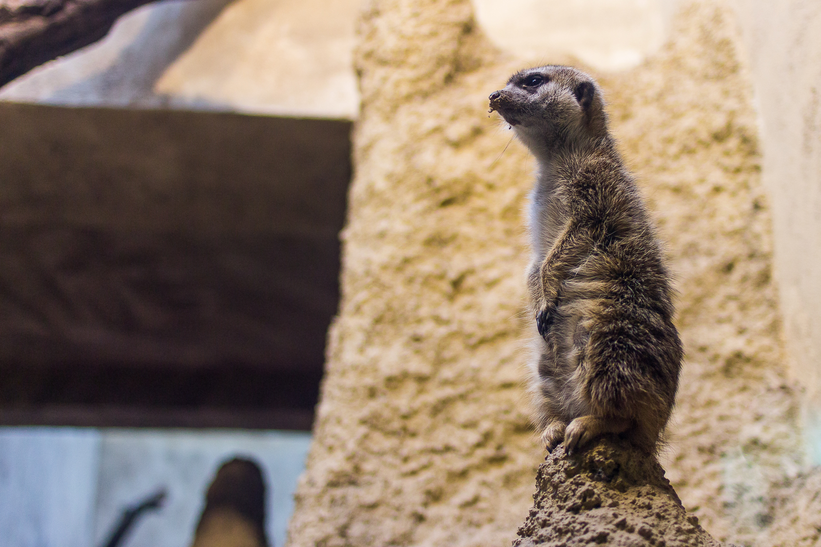 Meerkat lonely