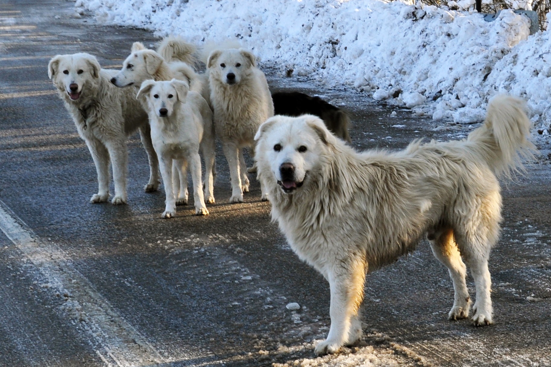 Sergeant Bobby and his Troop