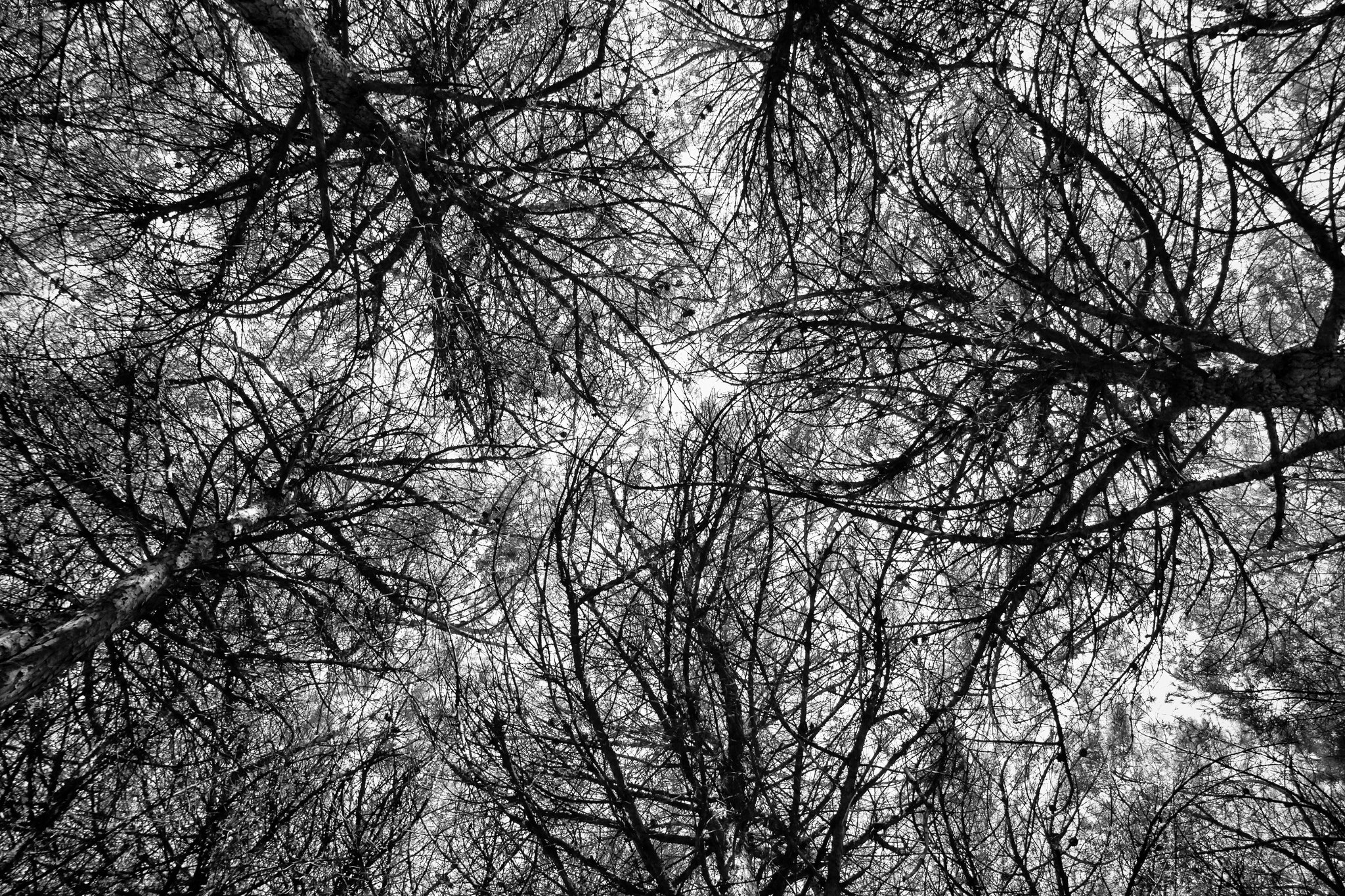branches