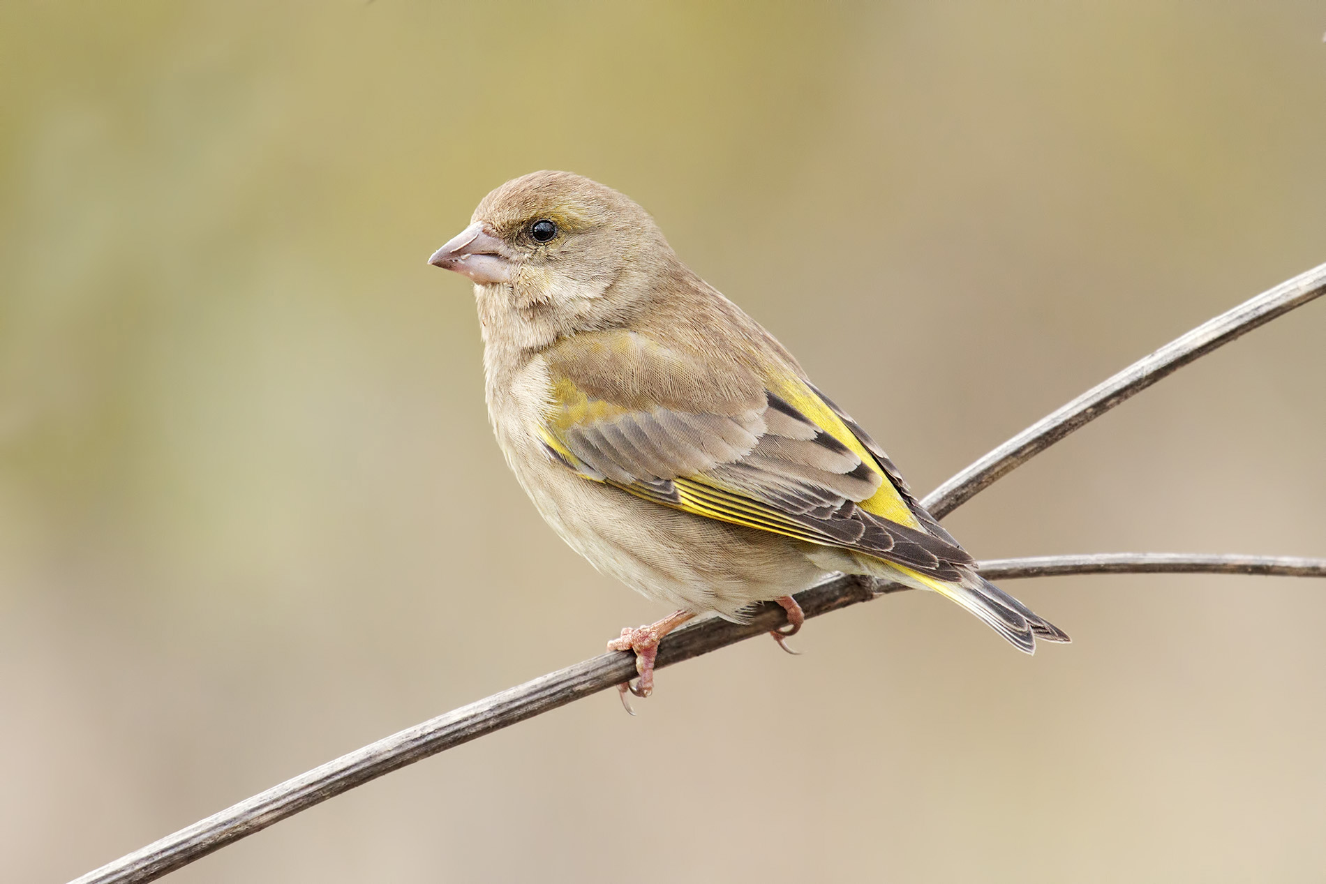 Verdone femmina, Carduelis chloris