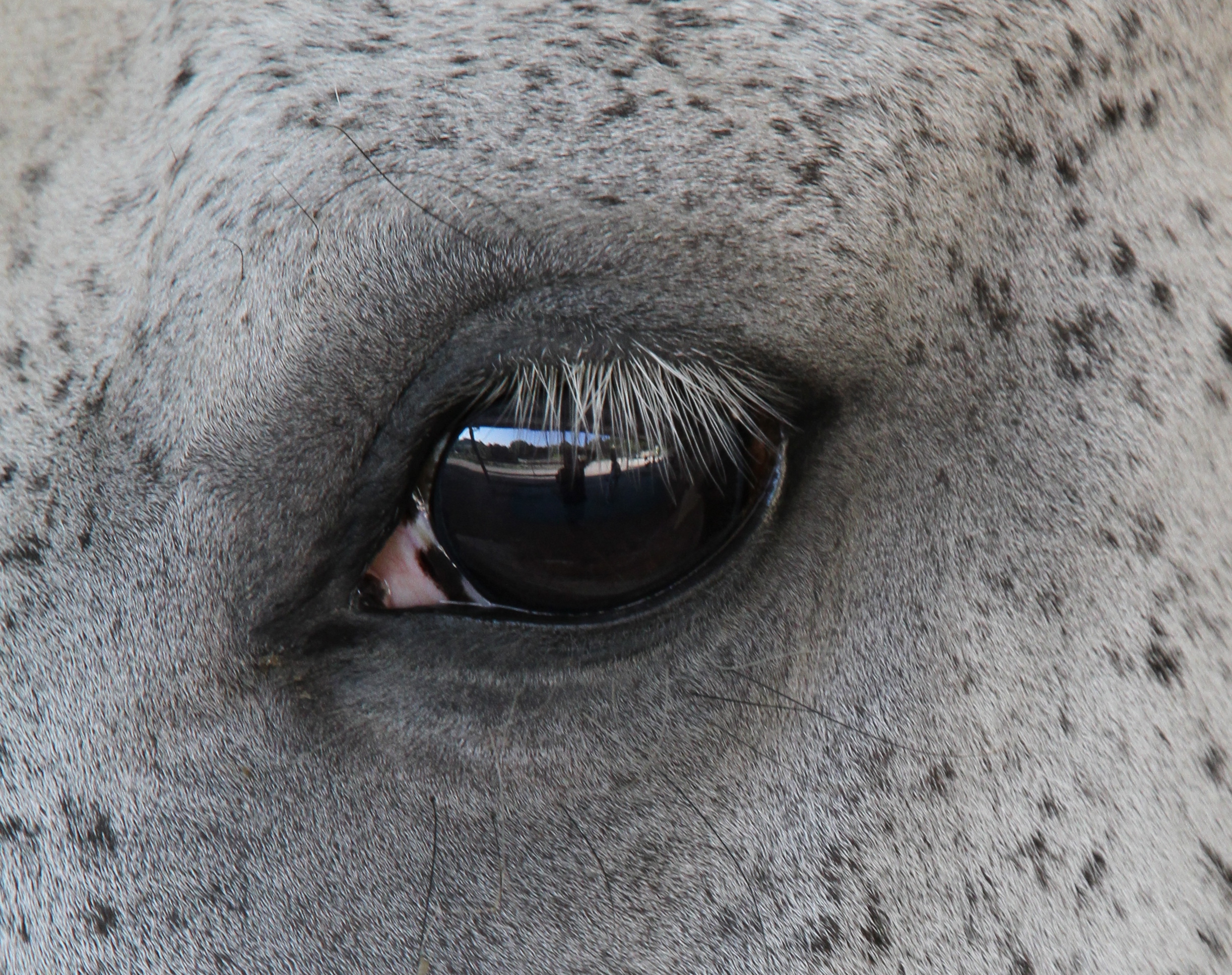 Eye of the horse
