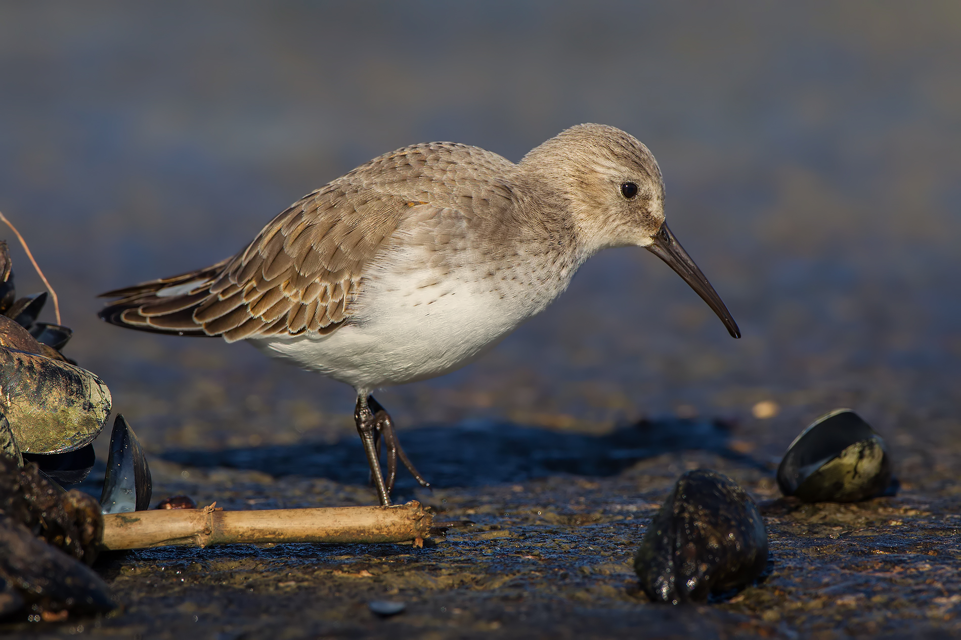 Scraping the barrel ....