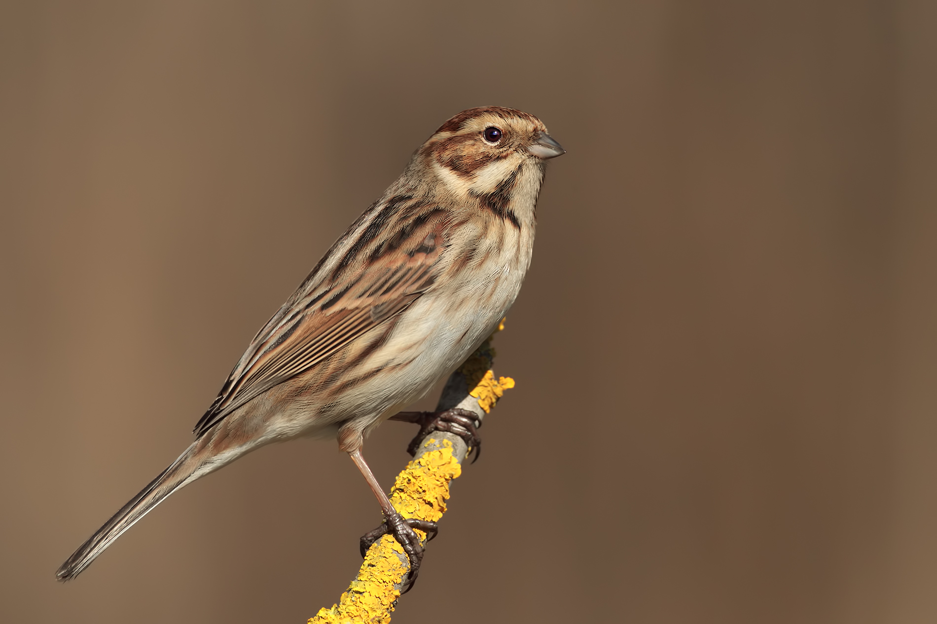 Migliarino di palude