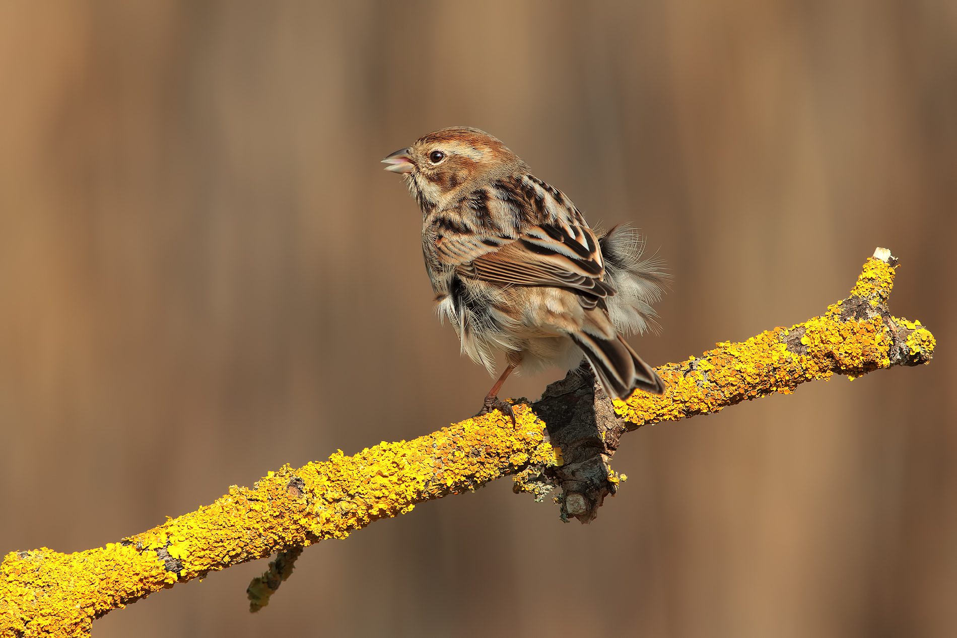 Migliarino di palude