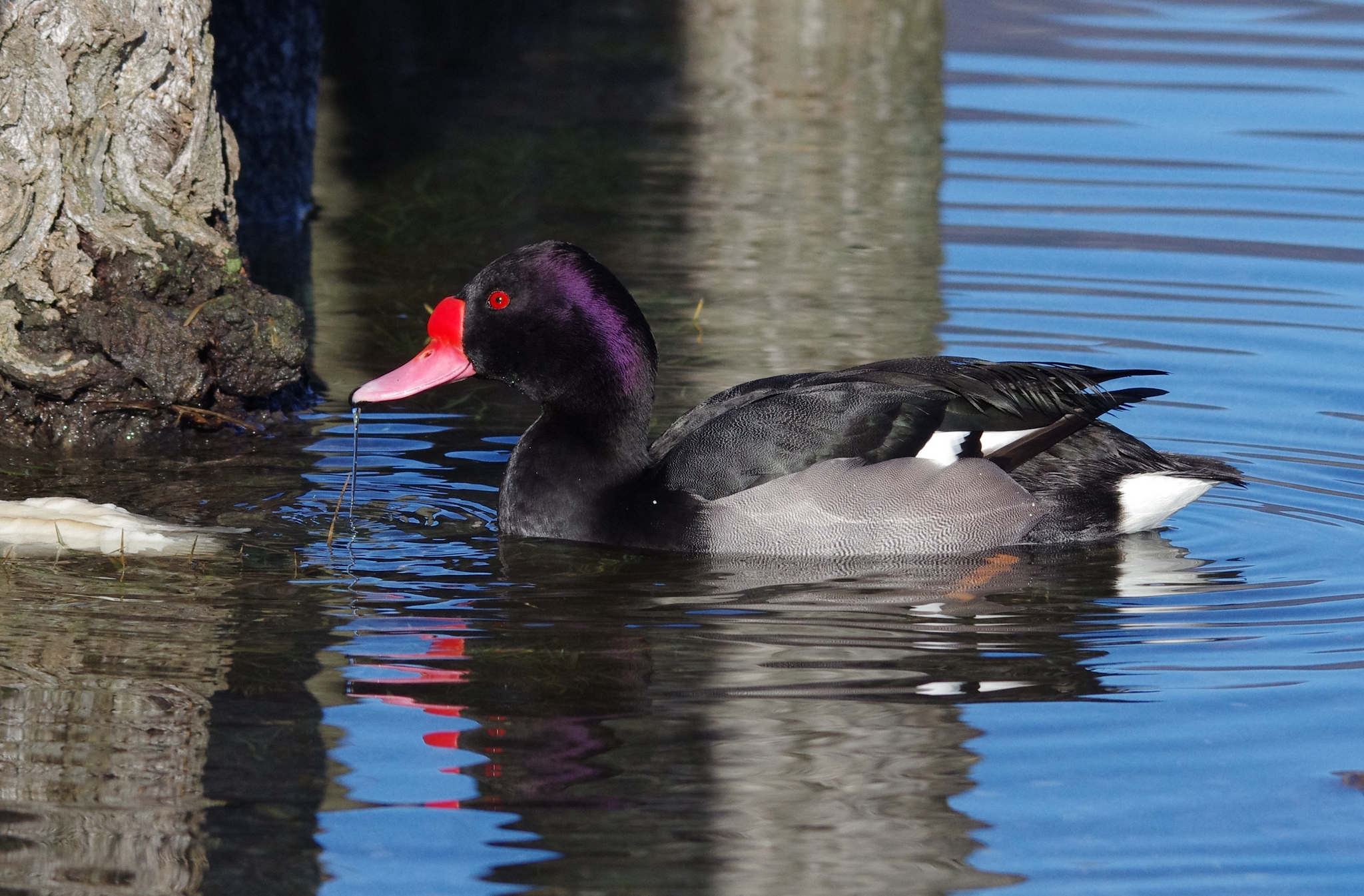 pink-billed Pochard 1