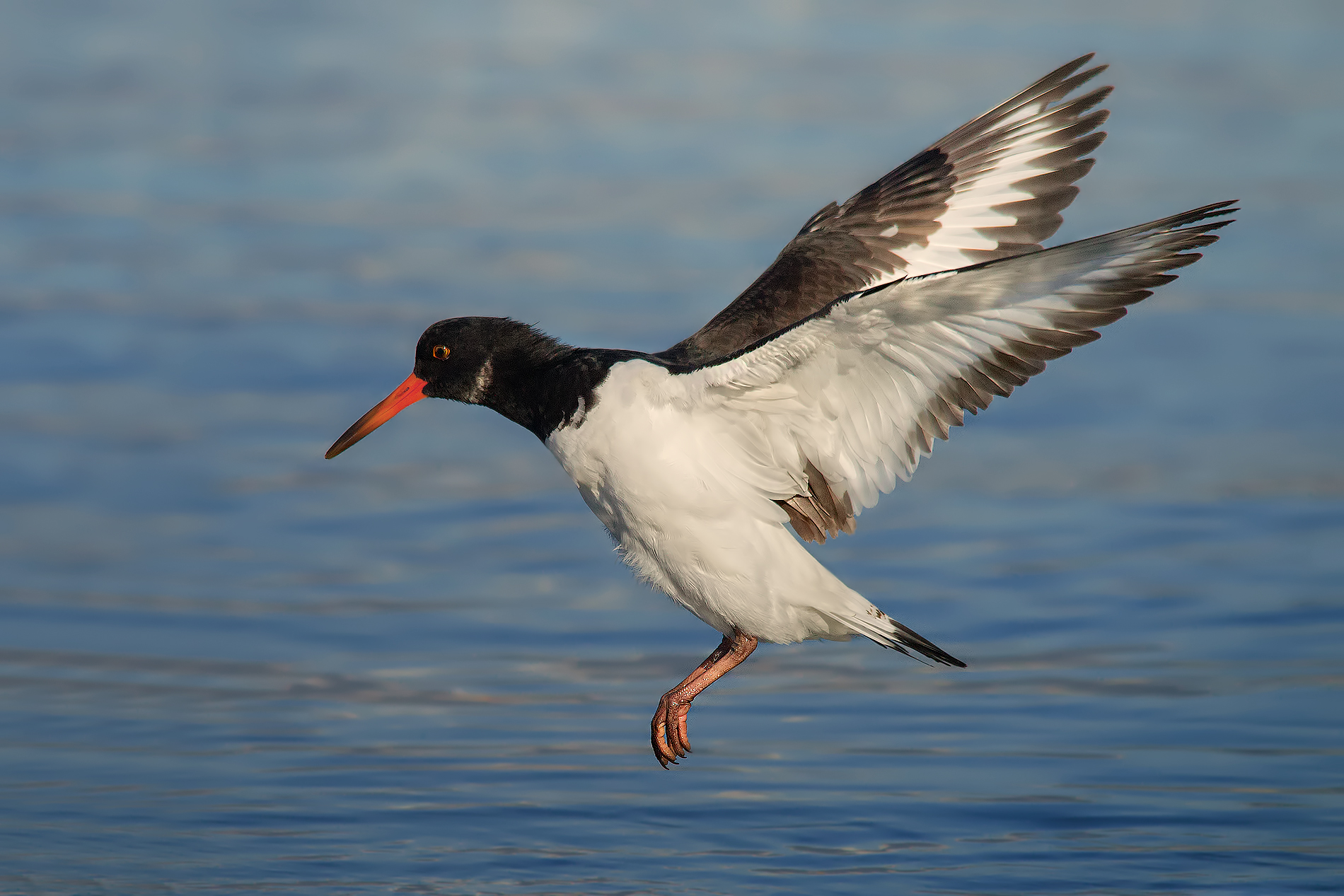 Raschiando il barile #2