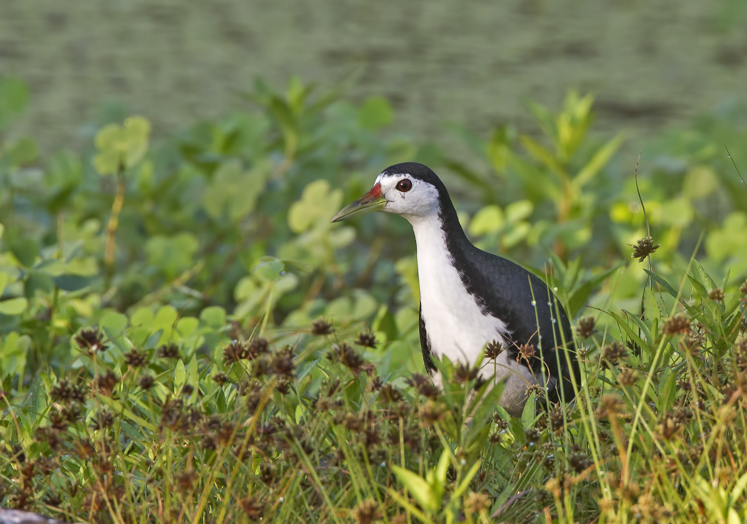 Gallinella pettobianco