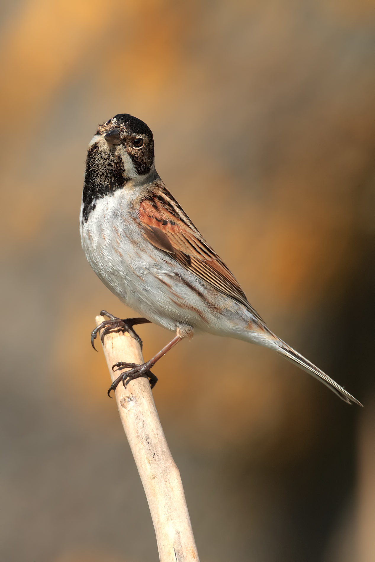 Mugliarino di palude maschio