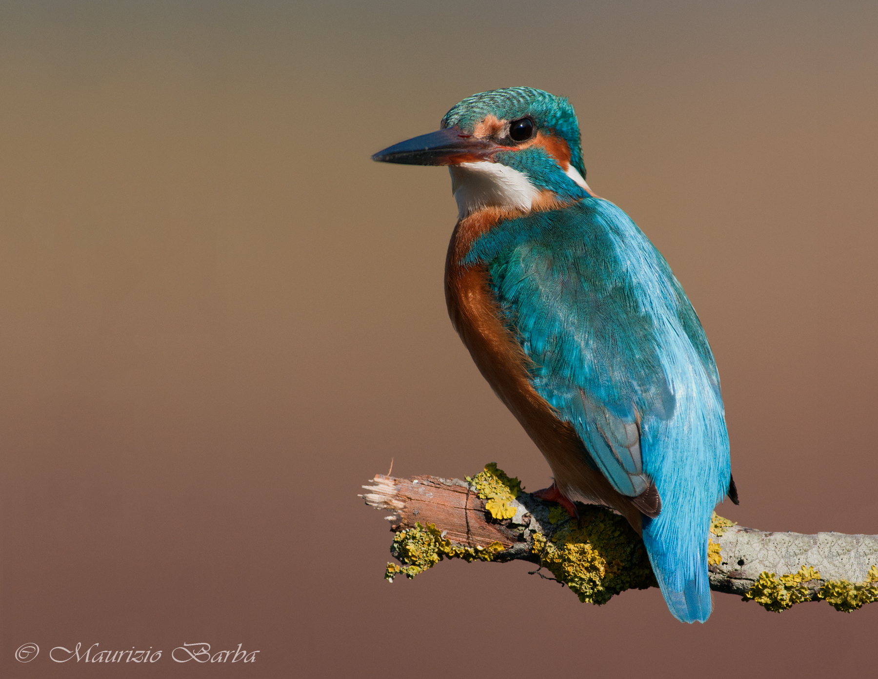 Kingfisher