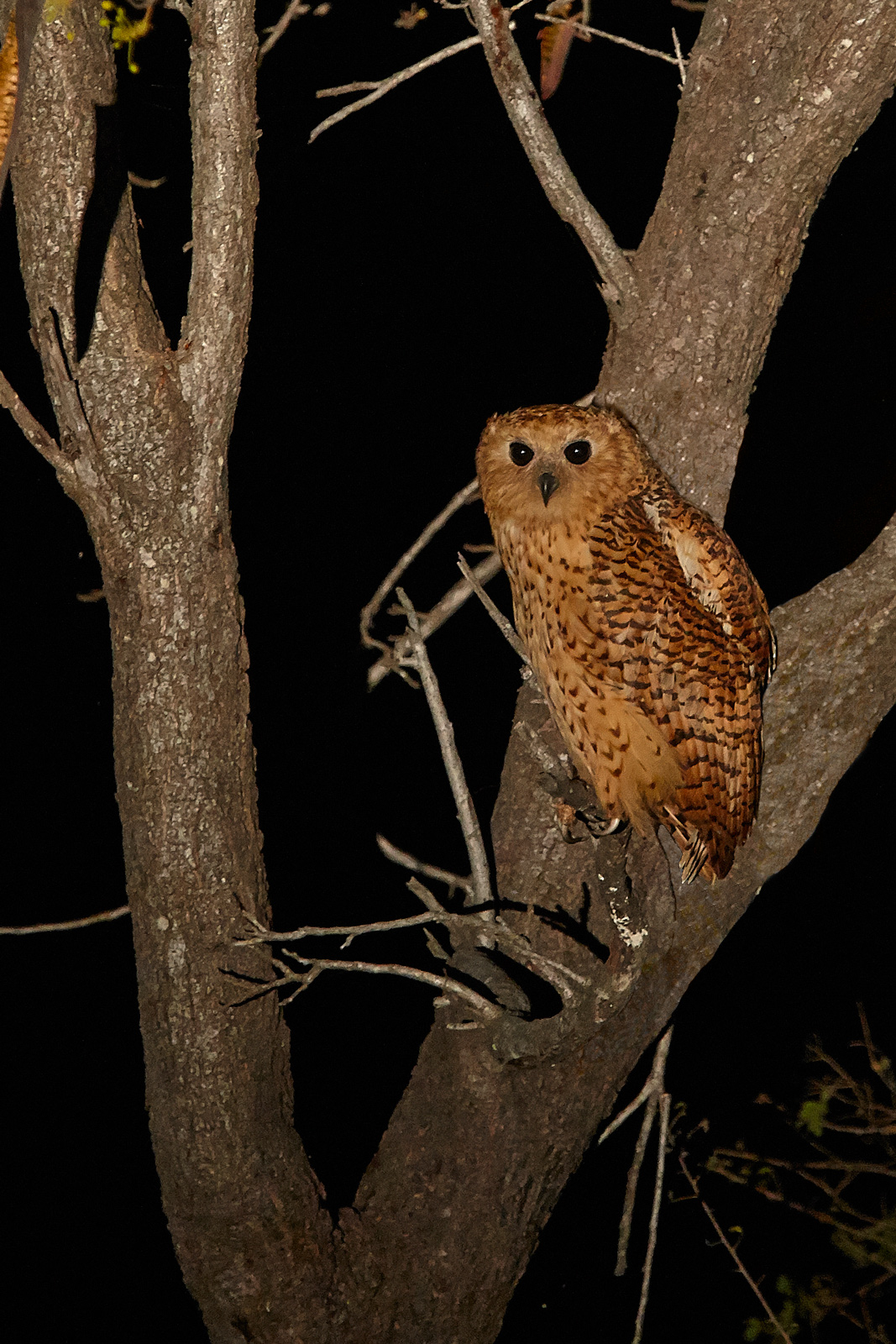 Pel's Fishing Owl