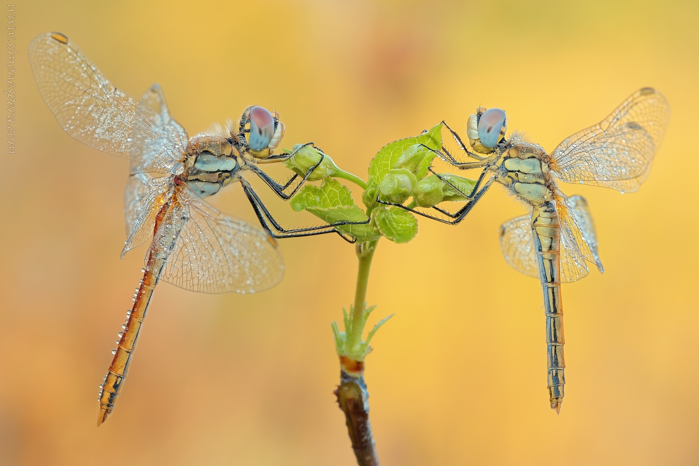 Sympetrum double ....