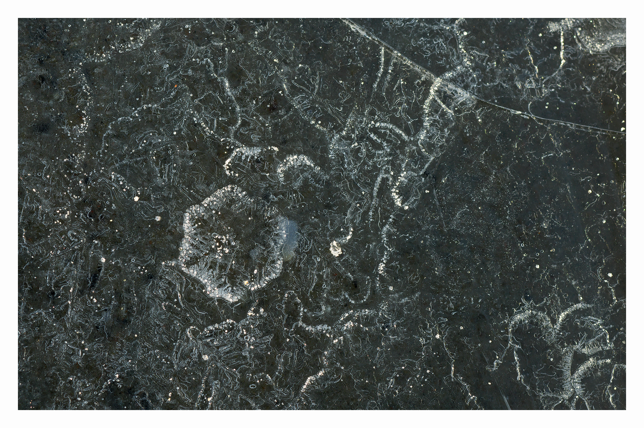 Ci sono fiori su Europa?