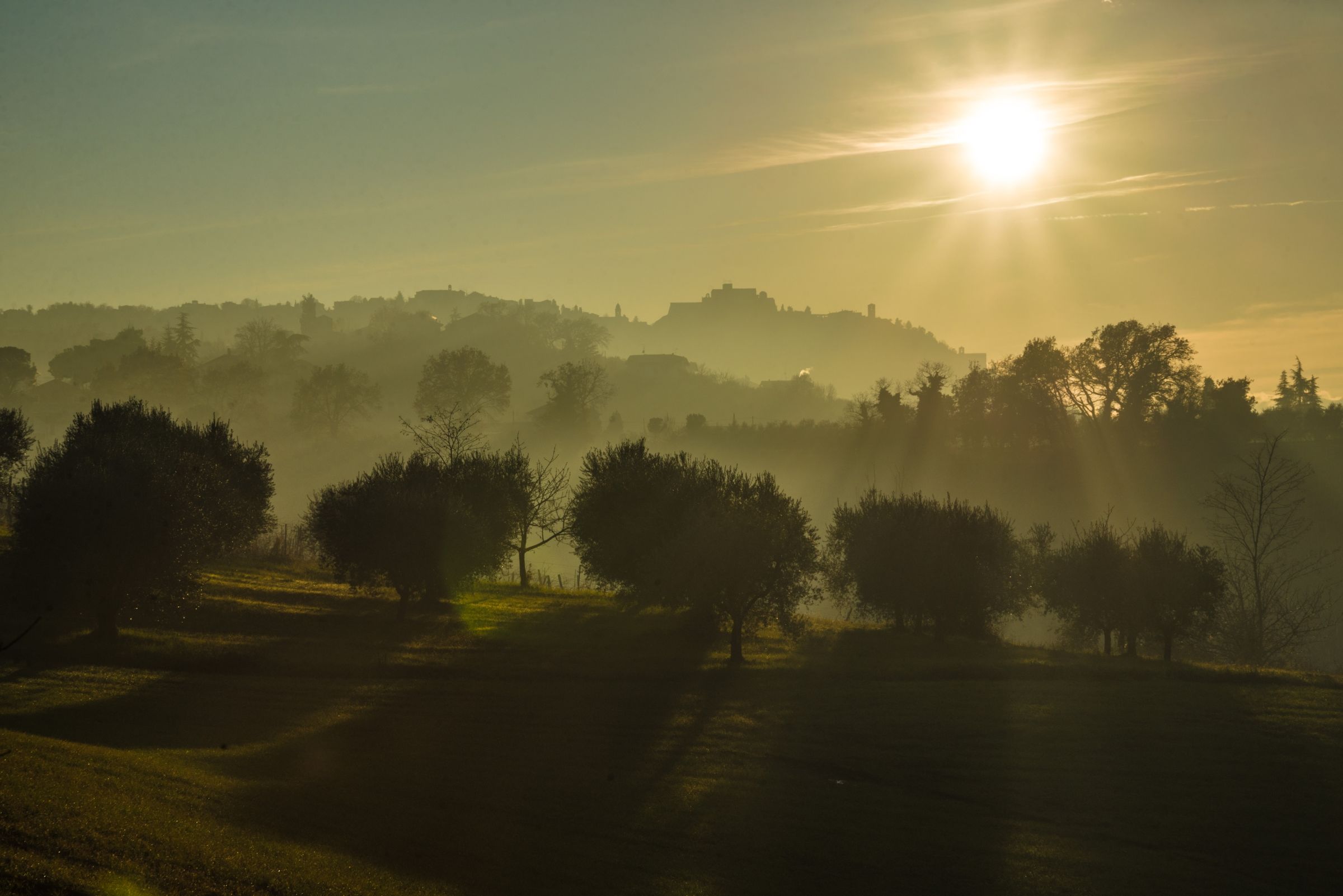 field of olive trees
