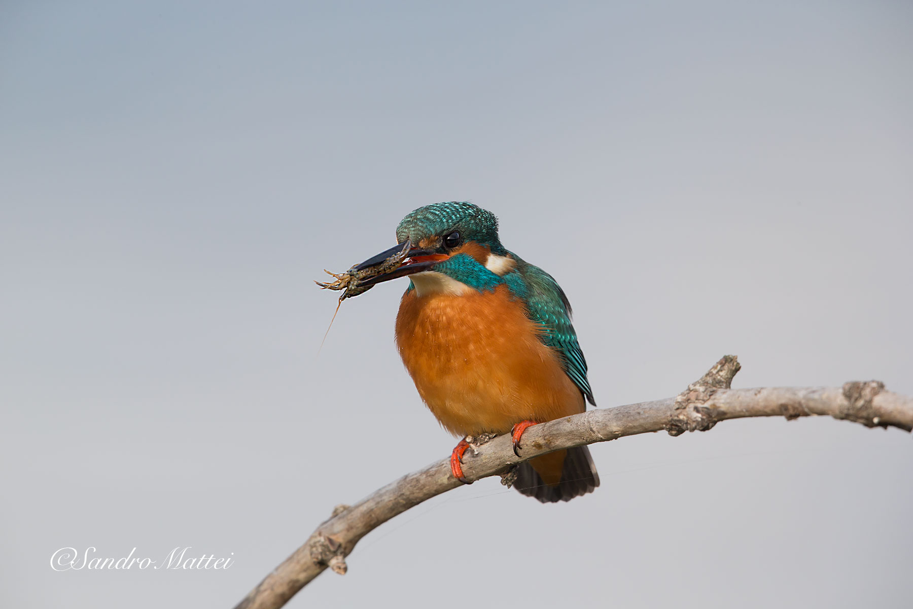 Prawns .... Today .......