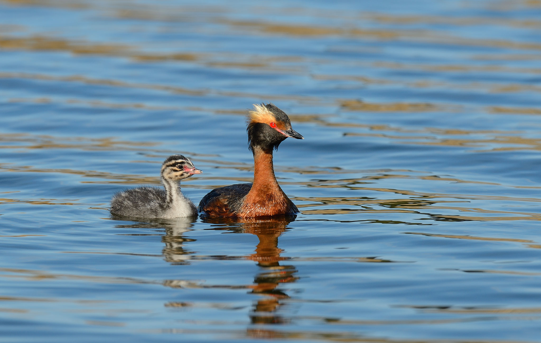 Horned Grebe