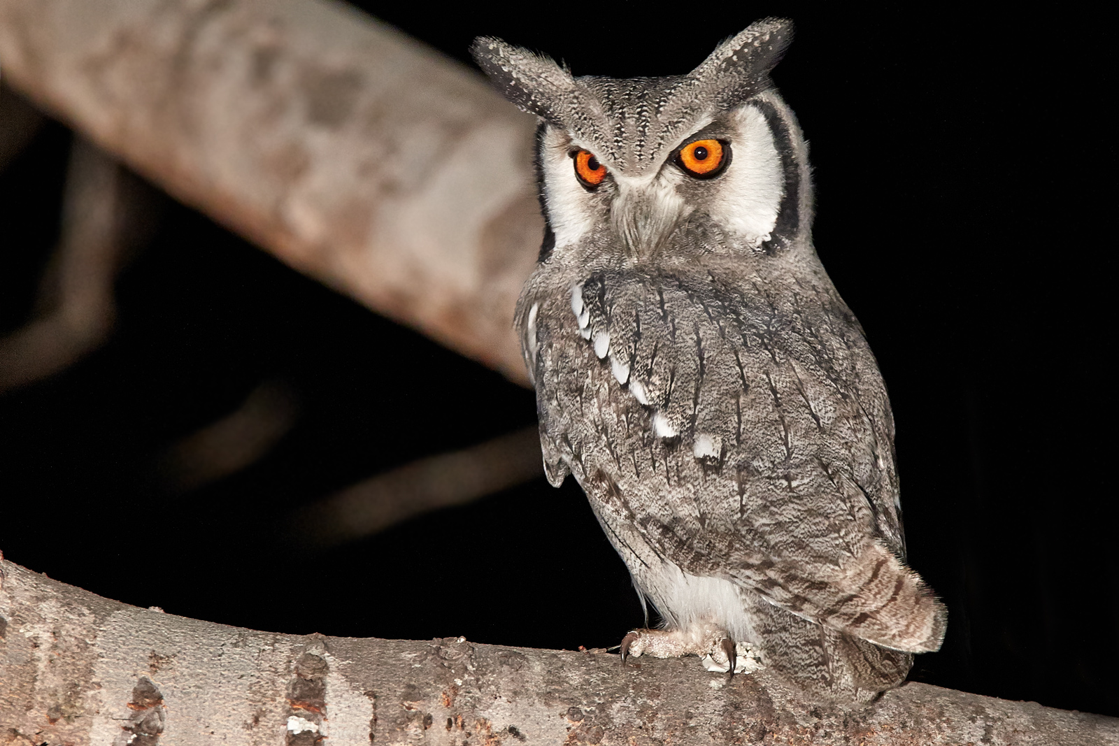 Southern White-faced Owlet - Ptilopsis erlangeri