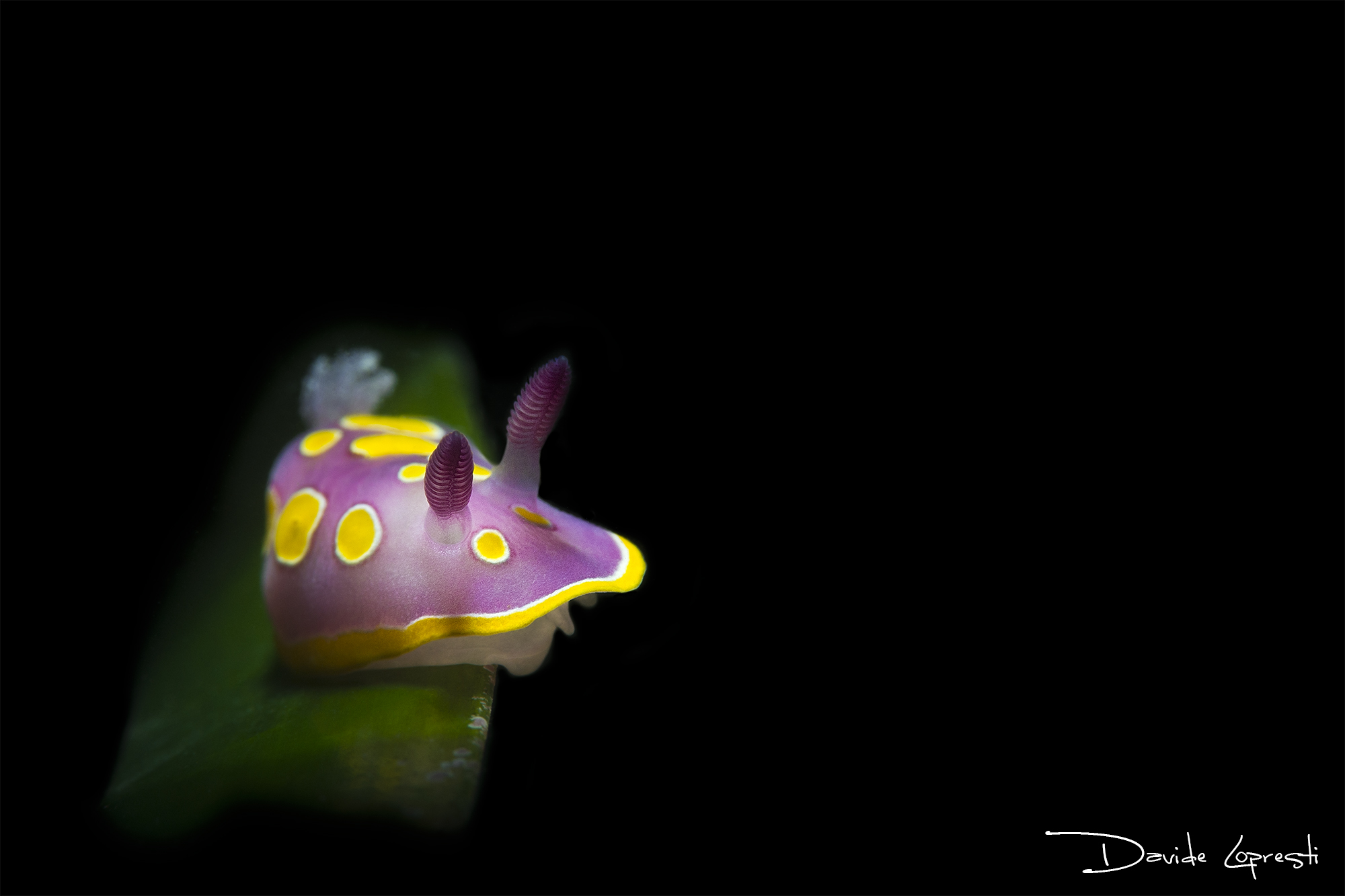Chromodoris luteorosea