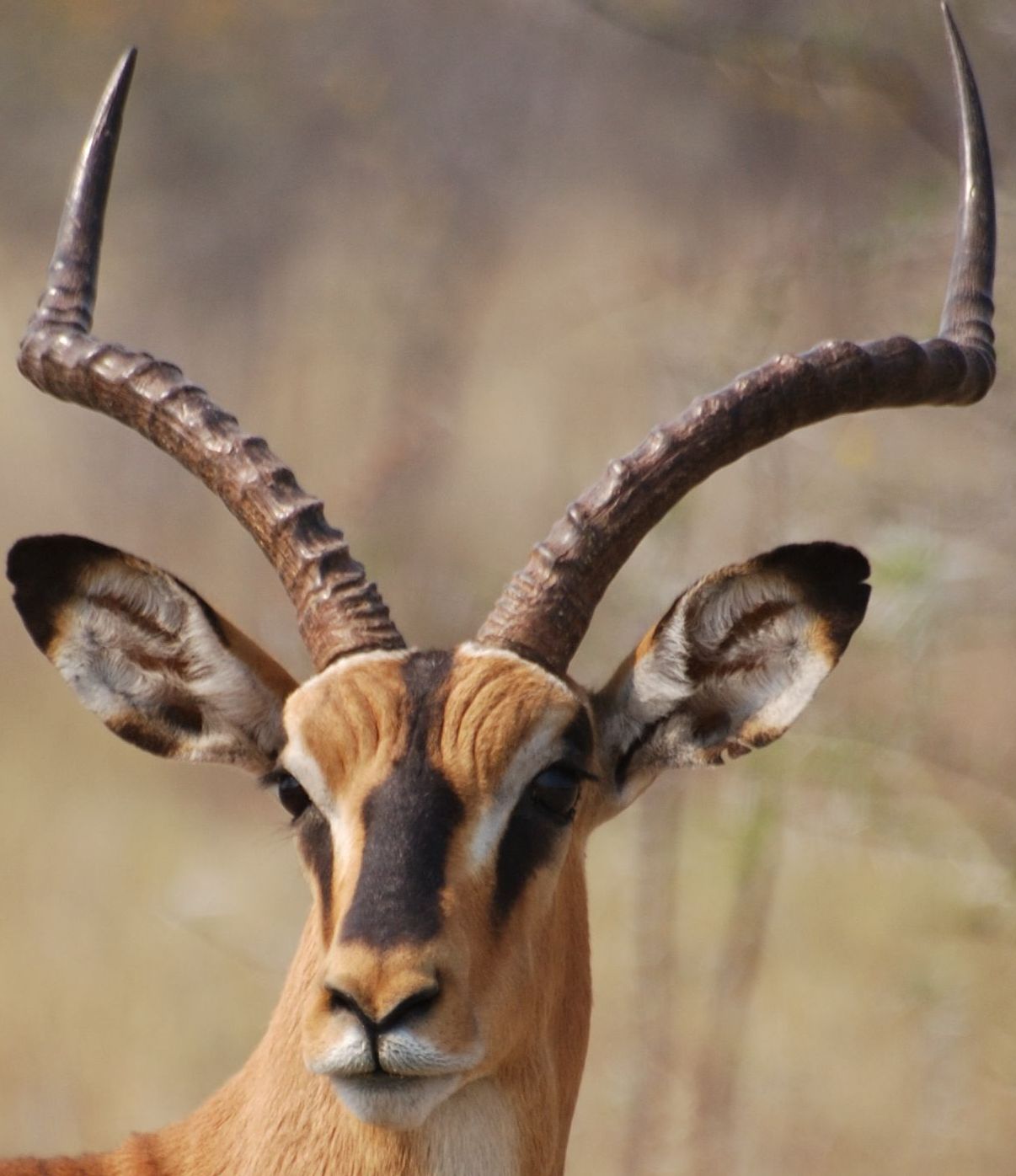 thompson's gazelle