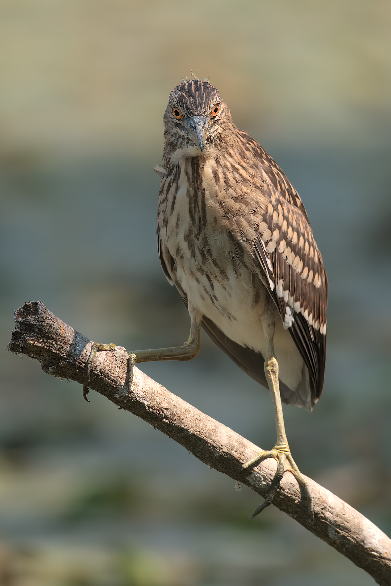 Giovane di Nitticora