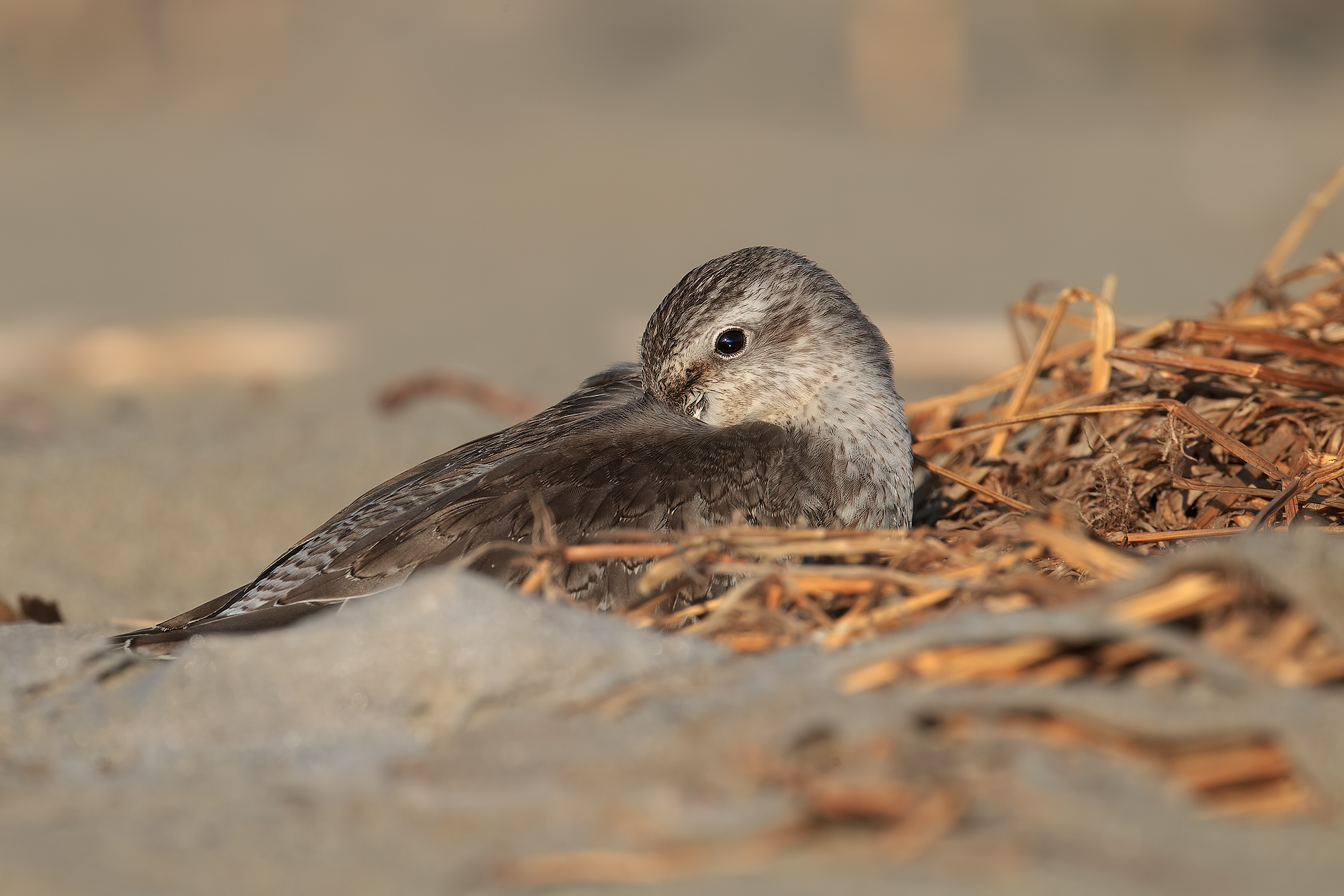 Piovanello pancia nera