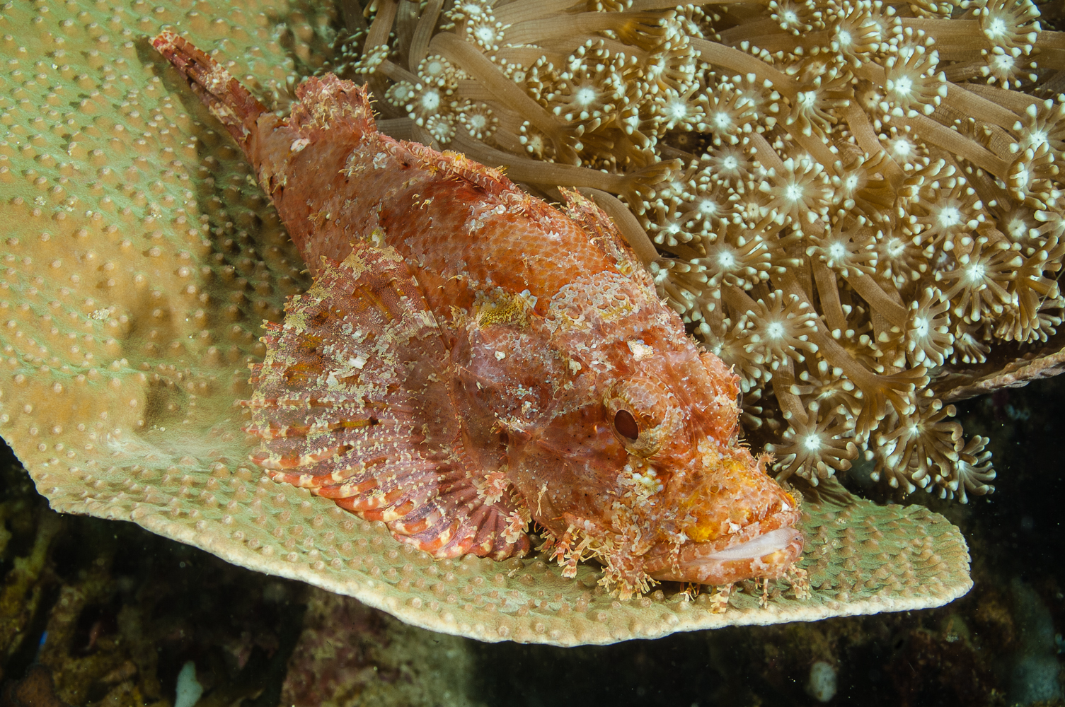 scorpaenopsis oxycephala