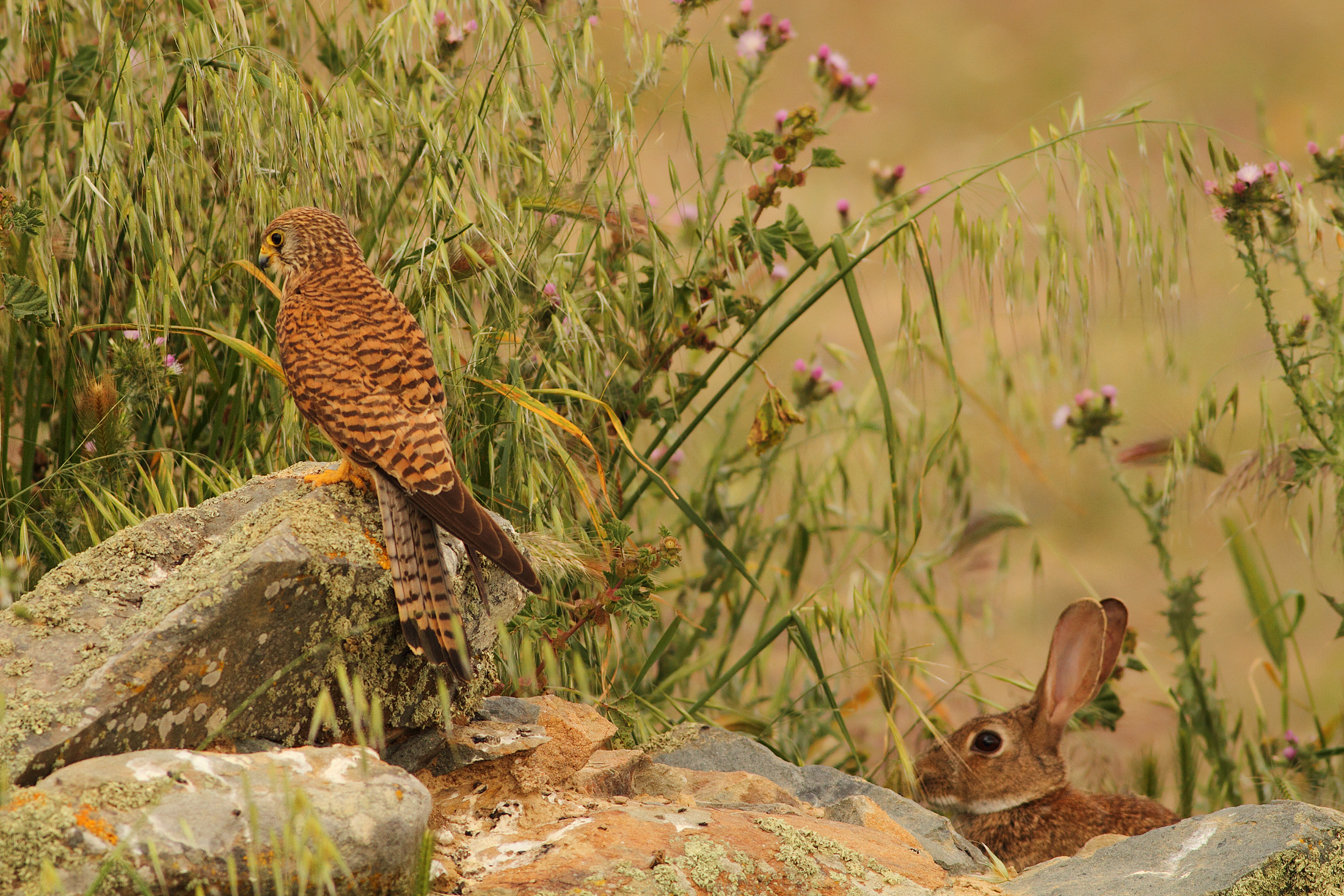 Playing hide and seek ........