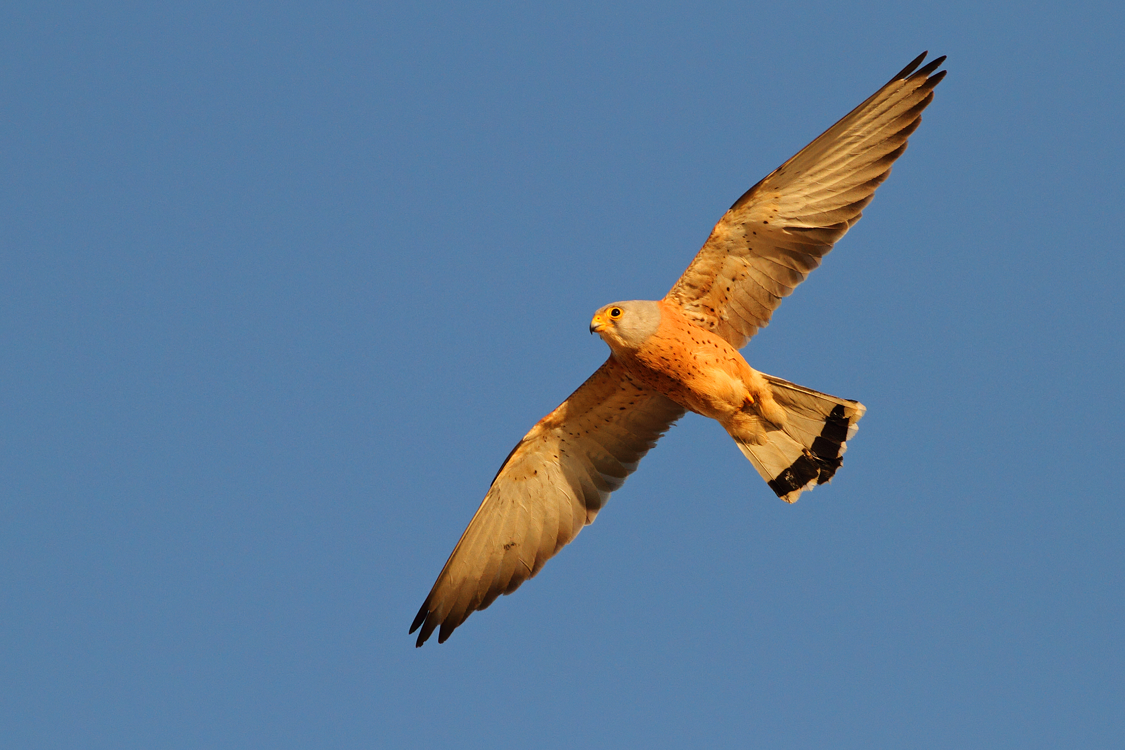 Kestrel hunting in