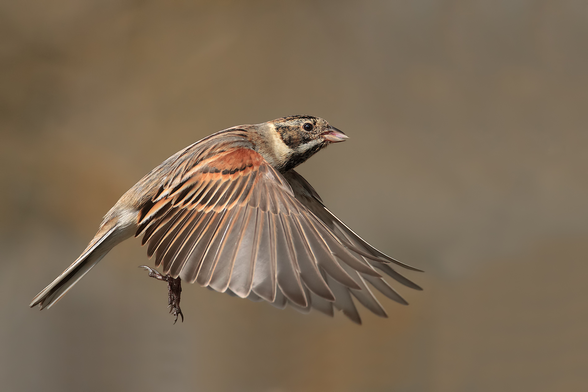 Migliarino di palude - giovane maschio
