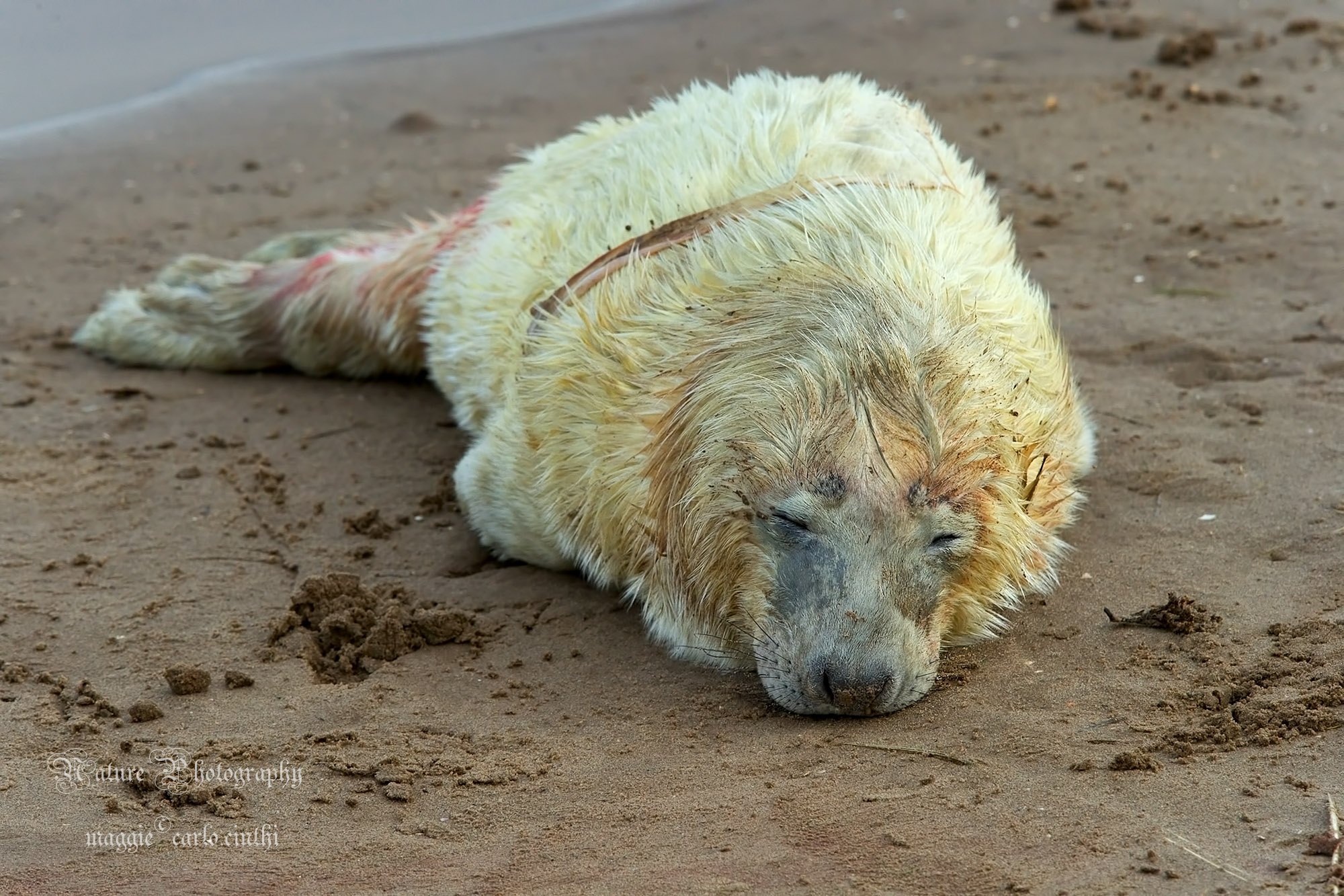 Piccolo di Foca Grigia