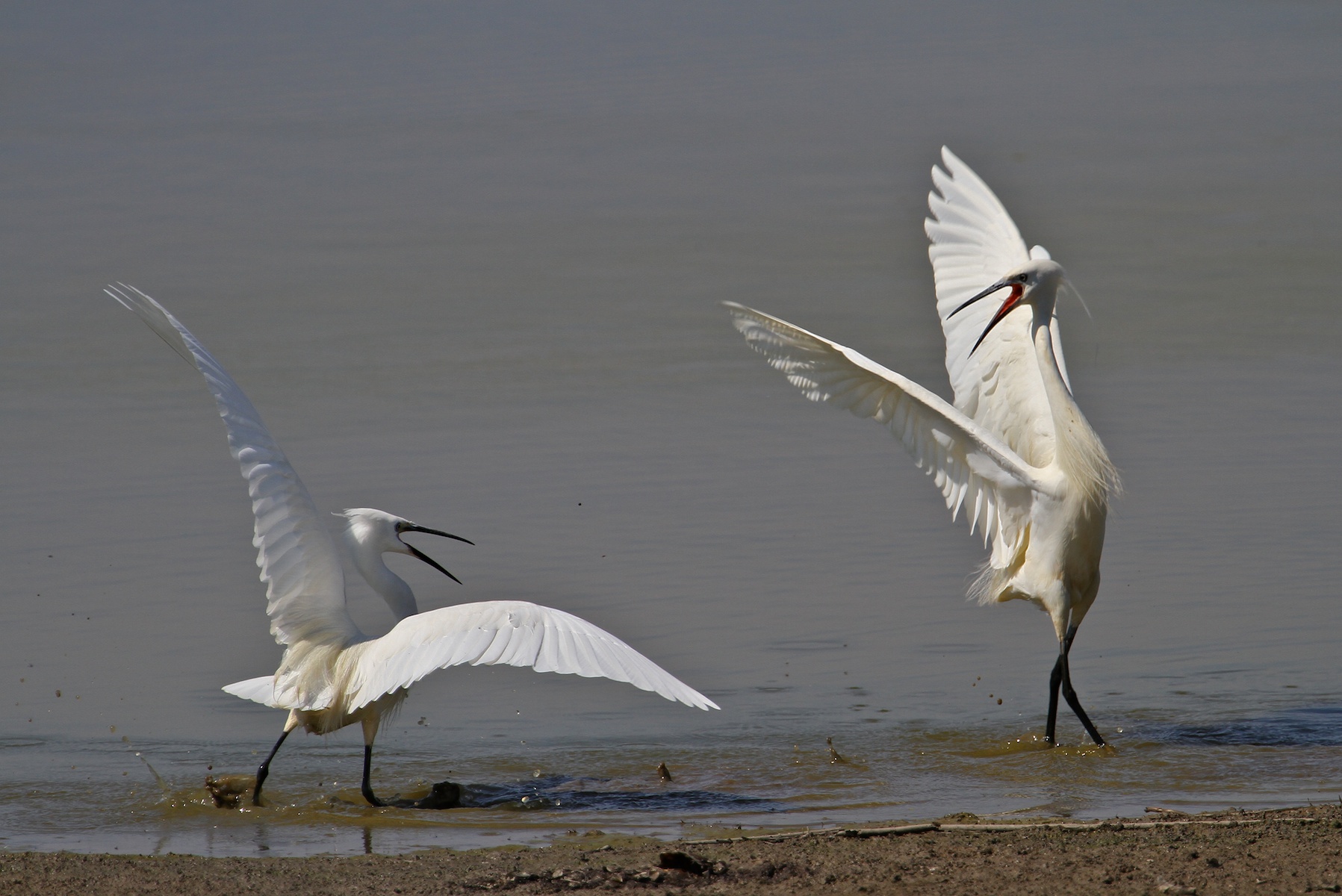 Garzette in Lotta 03