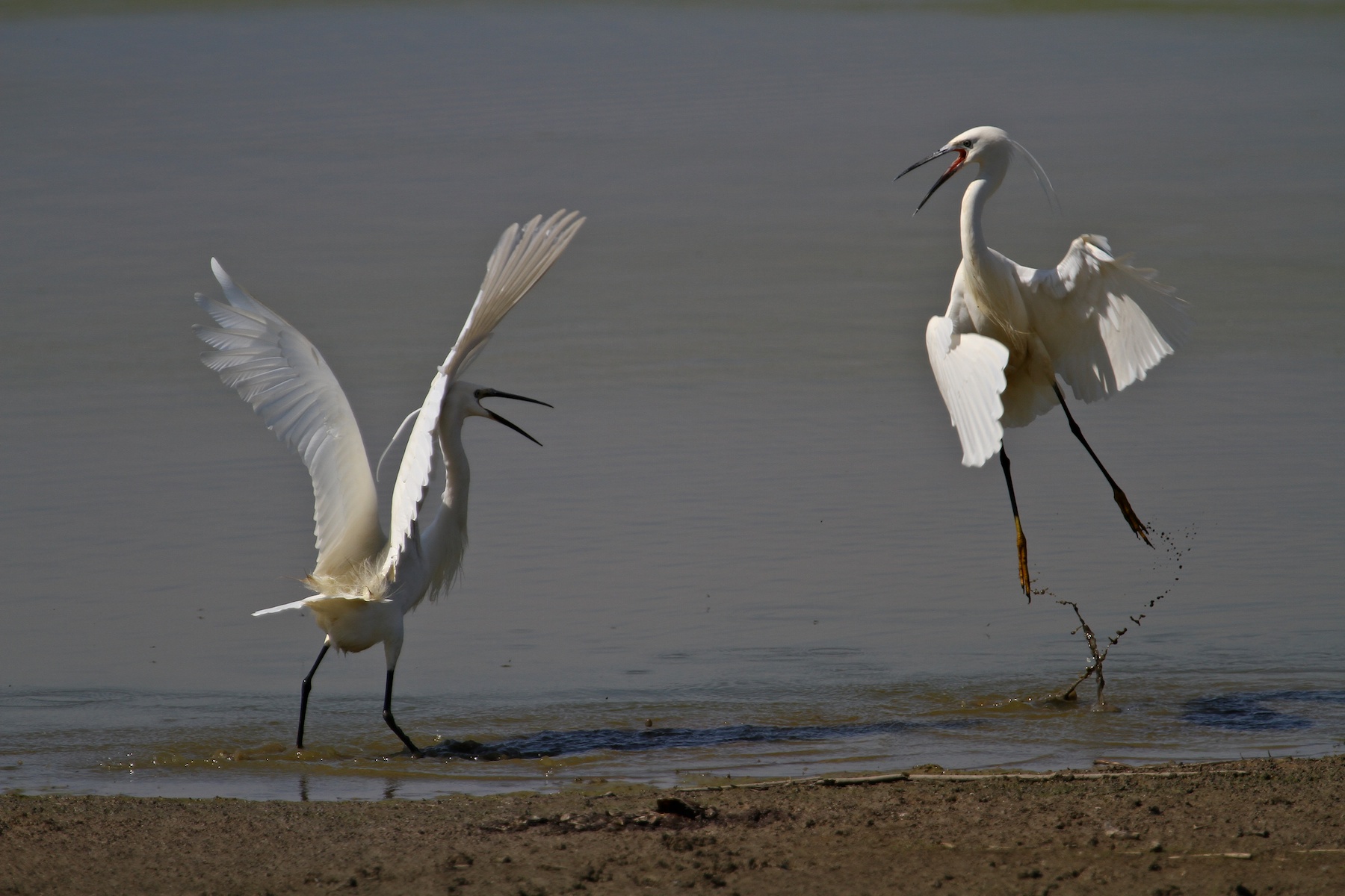 Garzette in Lotta 04