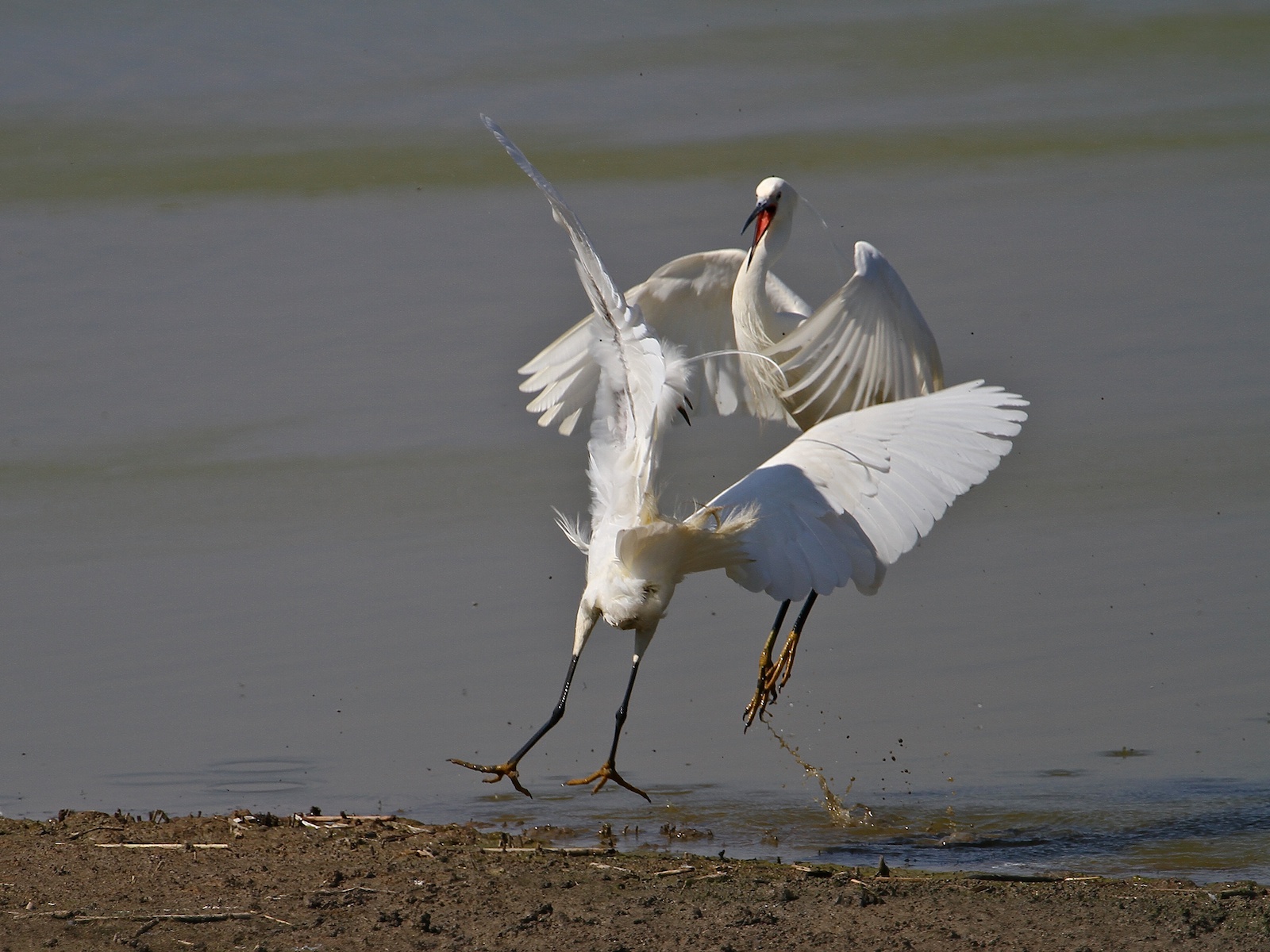 Garzette in Lotta 05