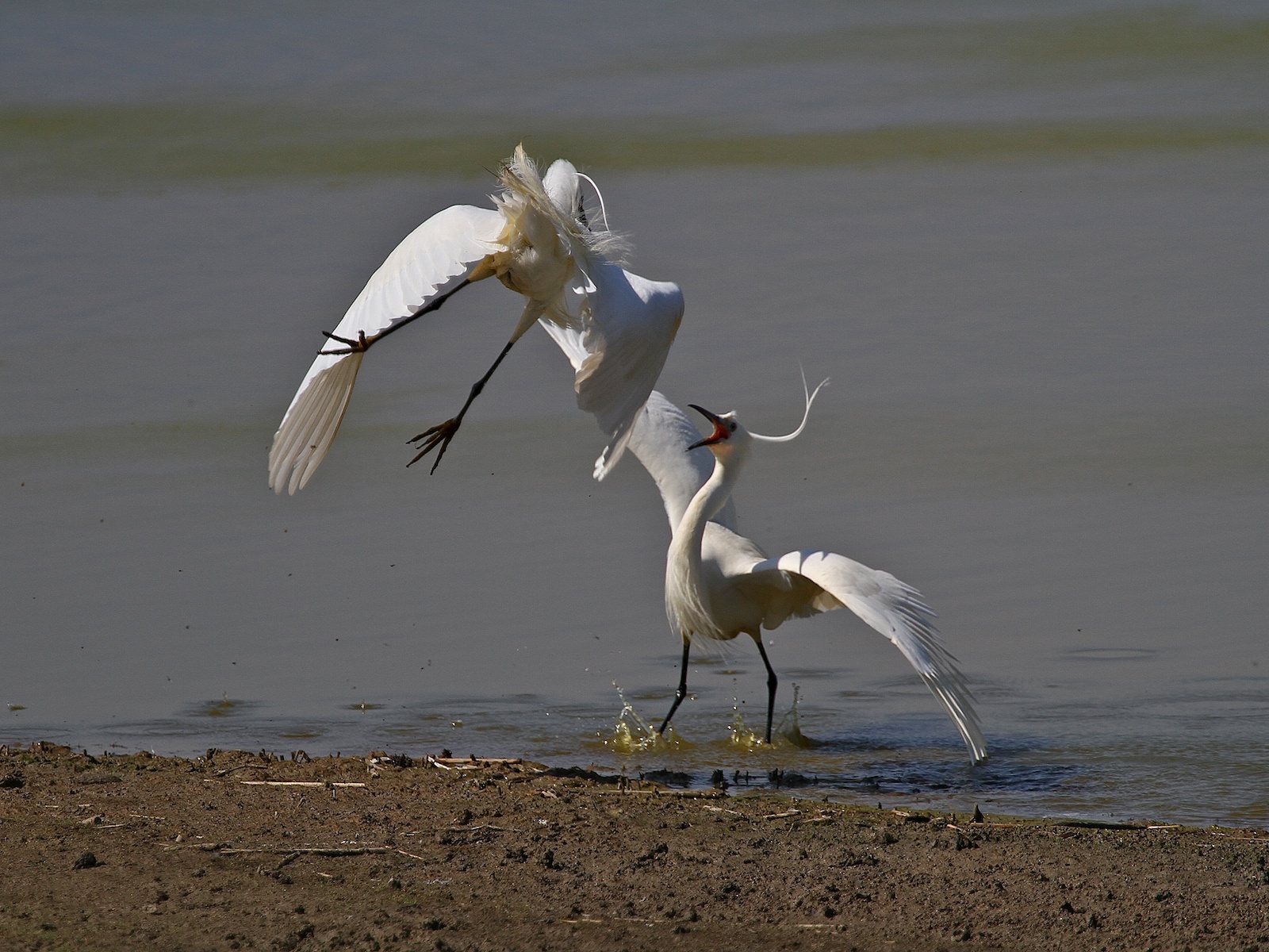 Garzette in Lotta 06