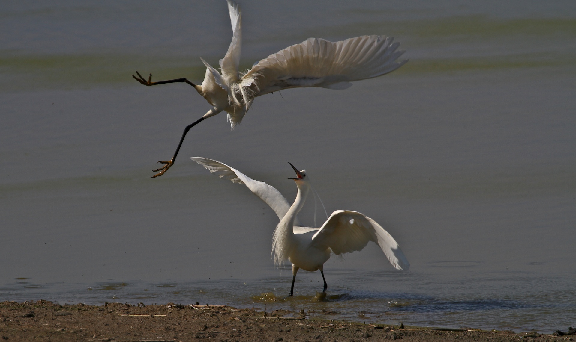 Garzette in Lotta 07