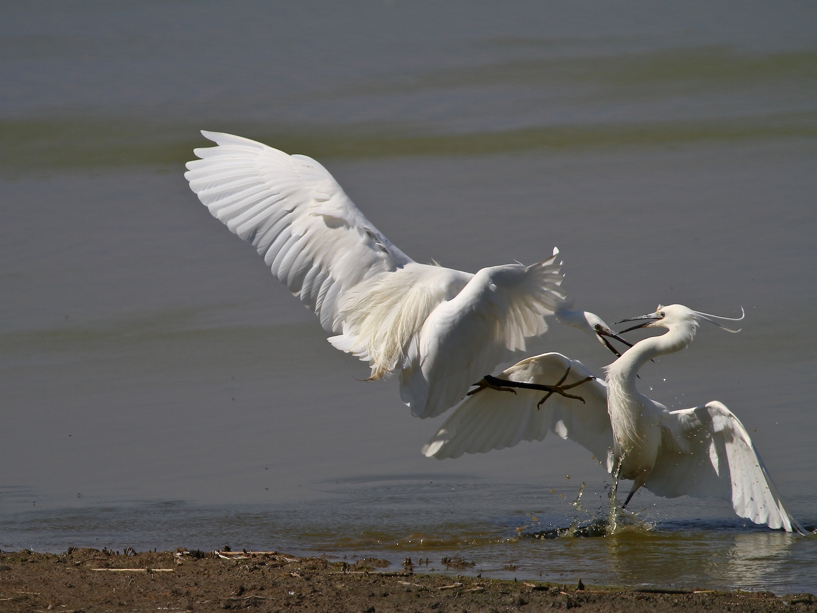 Garzette in Lotta 08