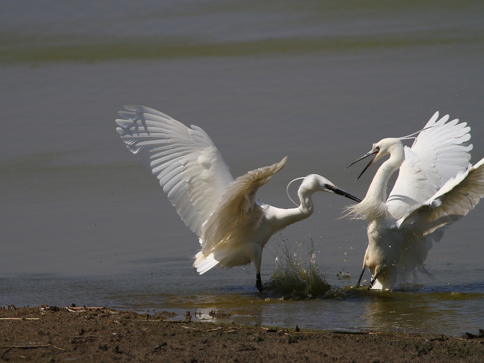 Garzette in Lotta 09