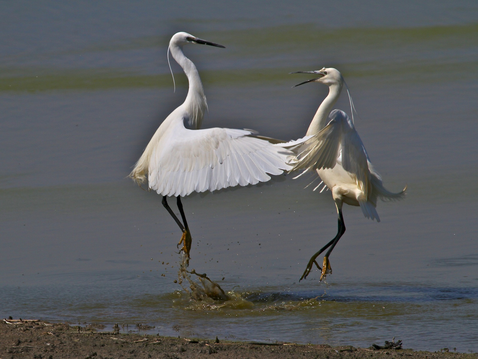 Garzette in Lotta 10