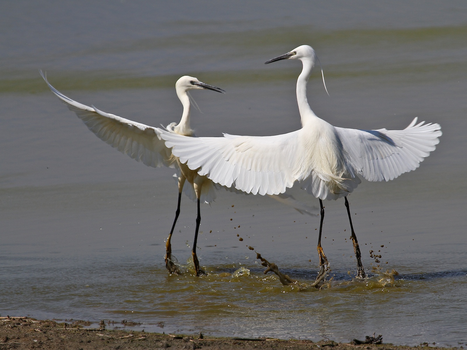 Garzette in Lotta 12