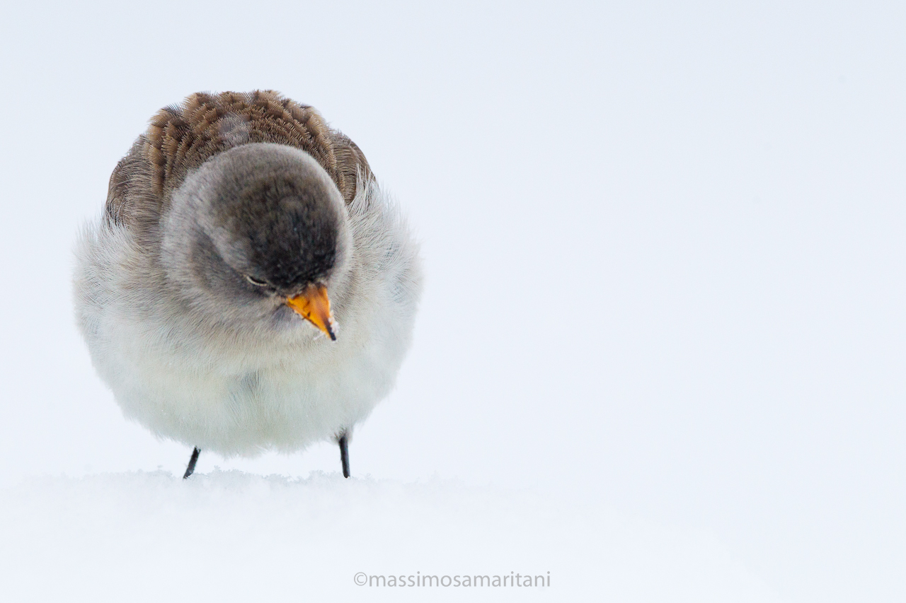 Ball of feathers ....