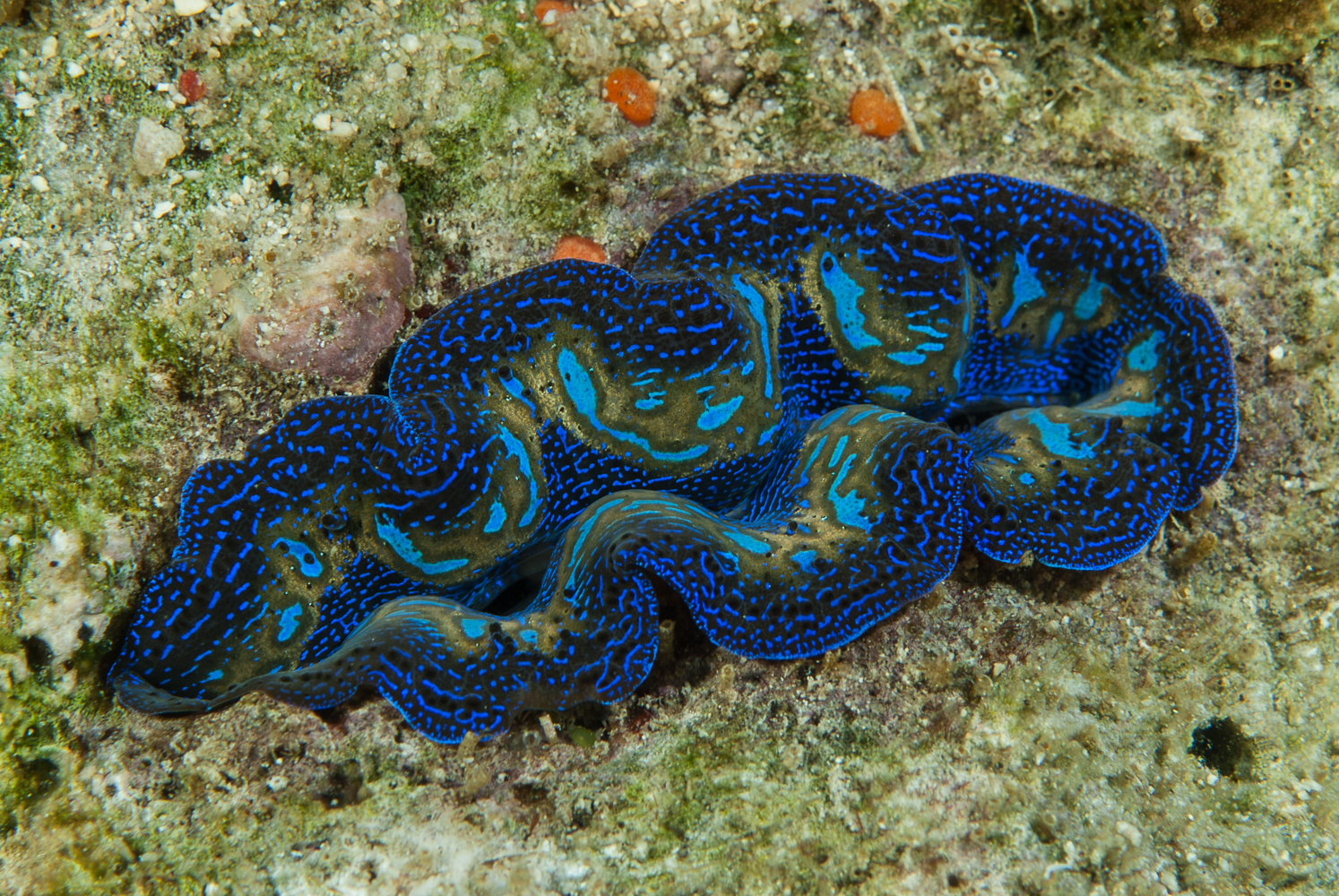 tridacna crocea