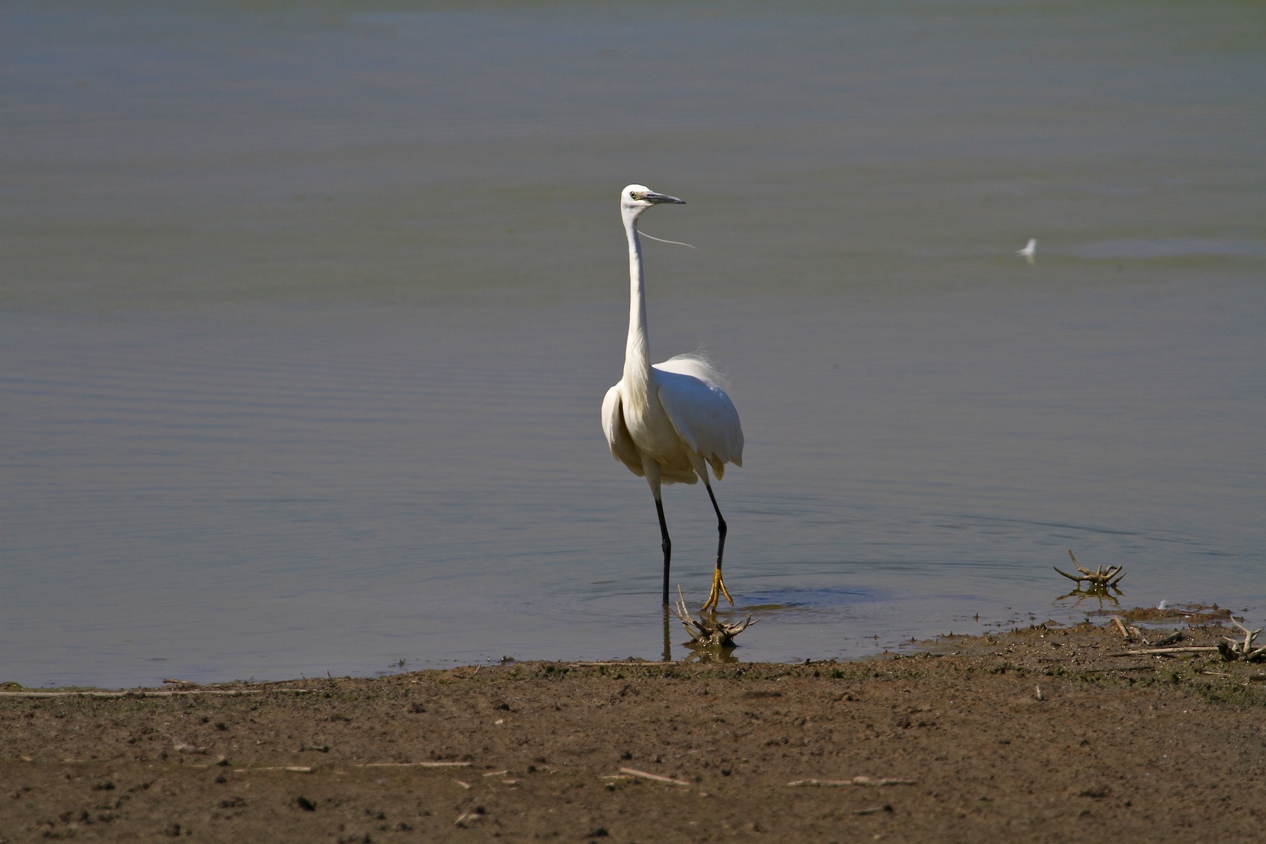 Garzette in Lotta 00