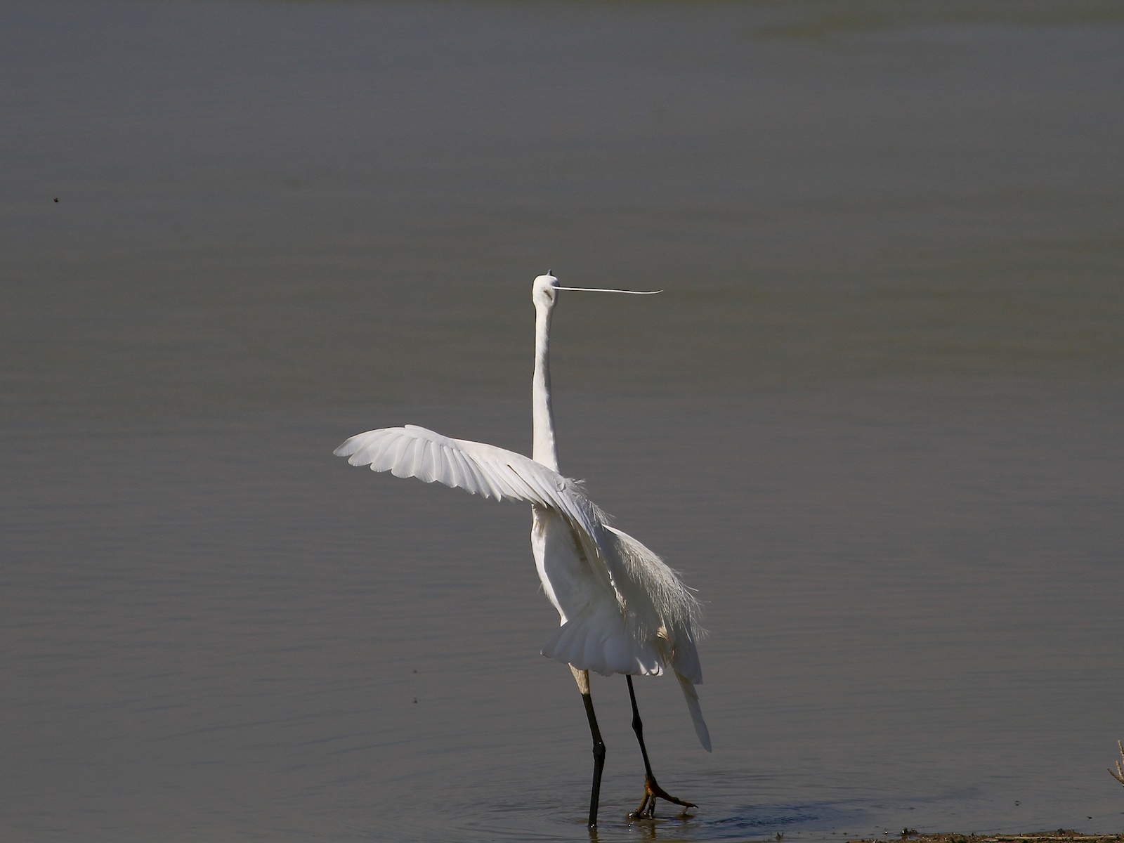 Garzette in Lotta 00a