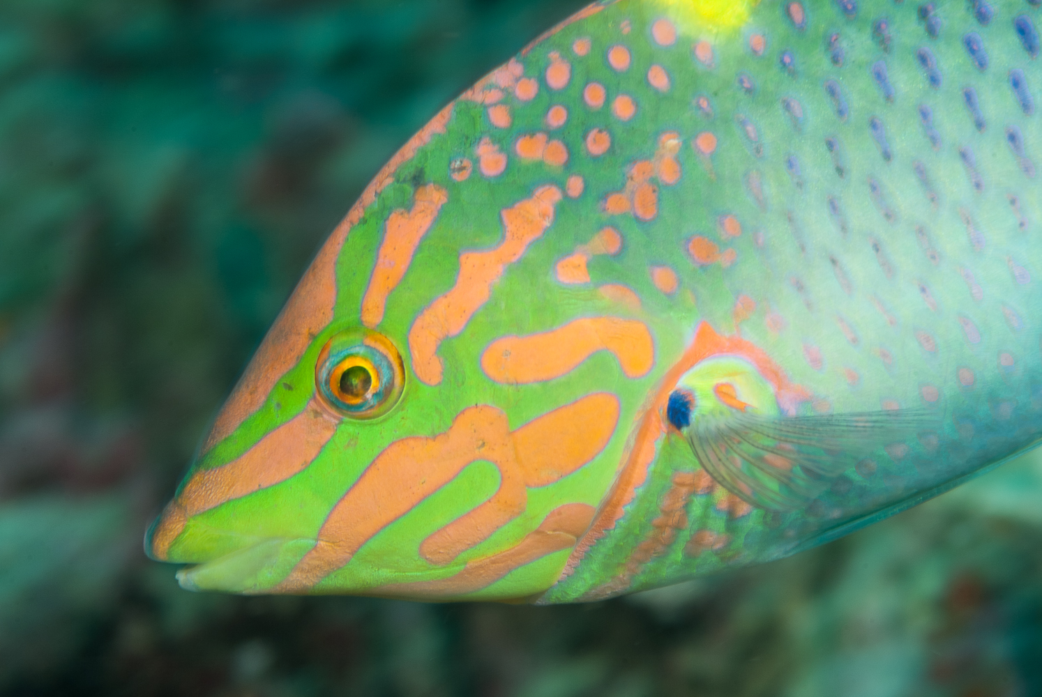 halichoeres hortolanus