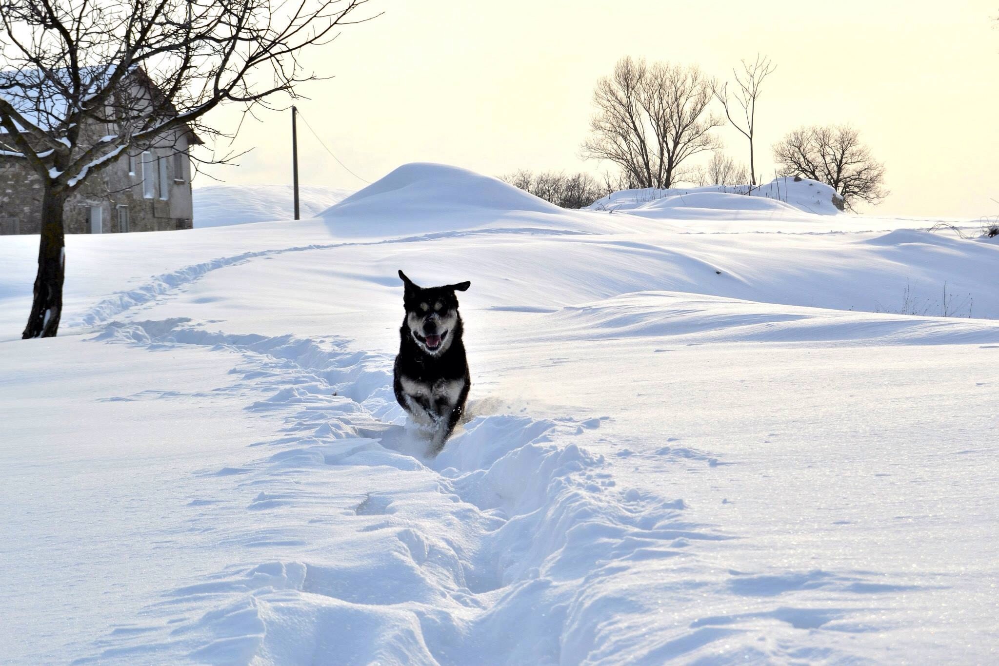 Dog in the snow