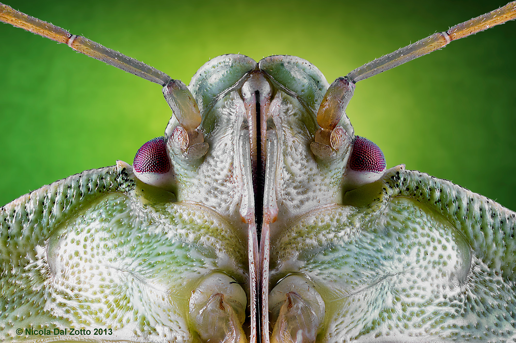 Palomena prasina (Linnaeus, 1761)